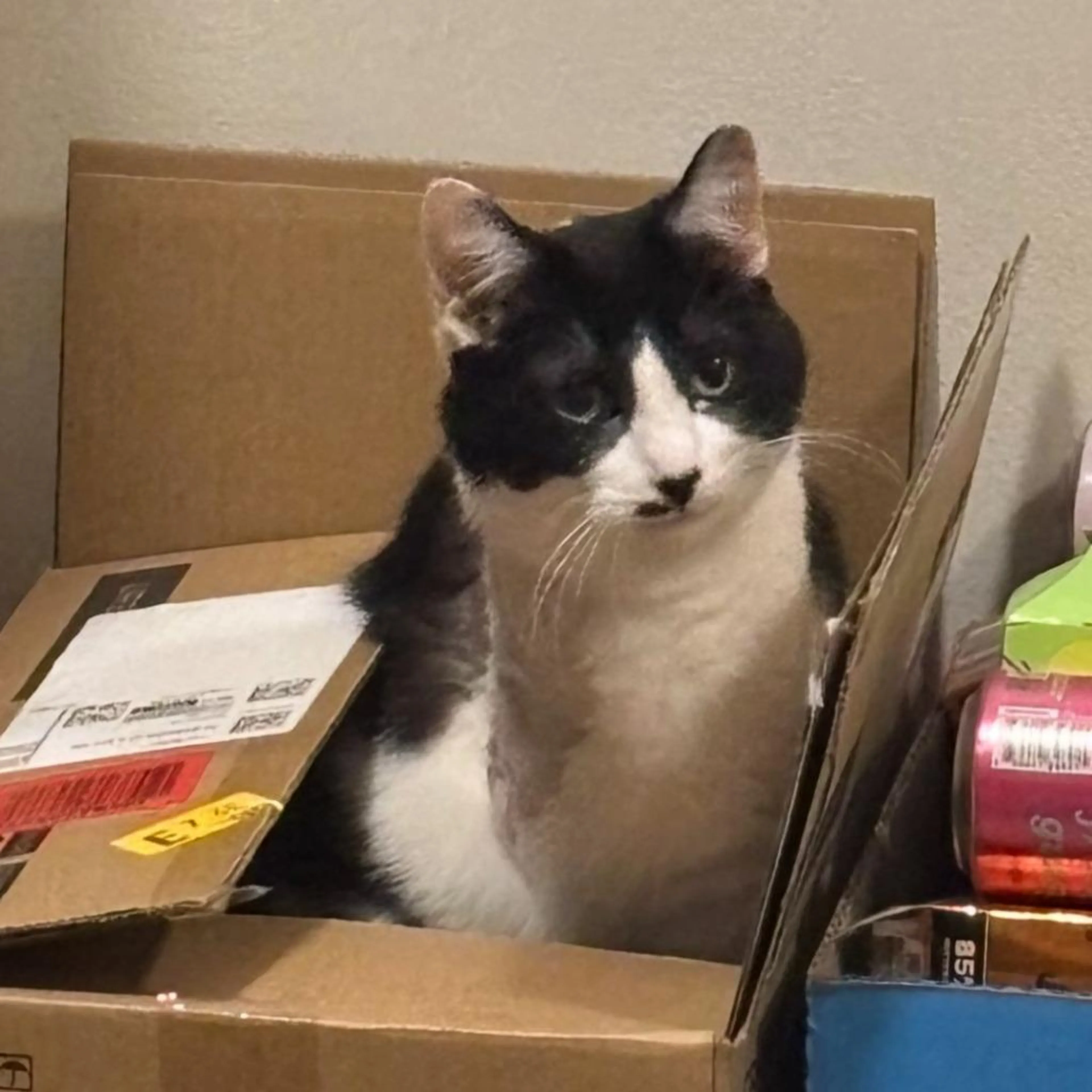 Found pet-3