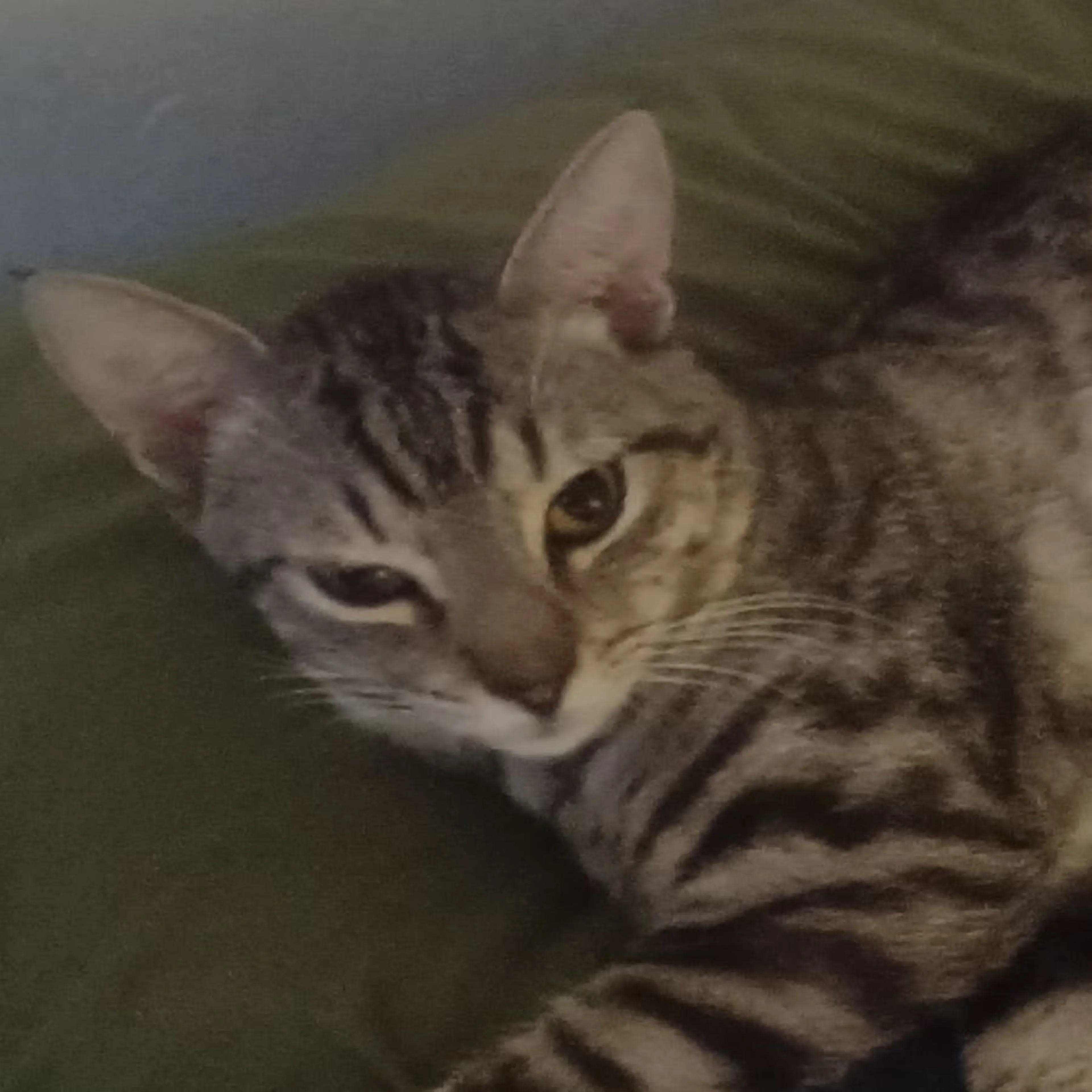Lost pet
