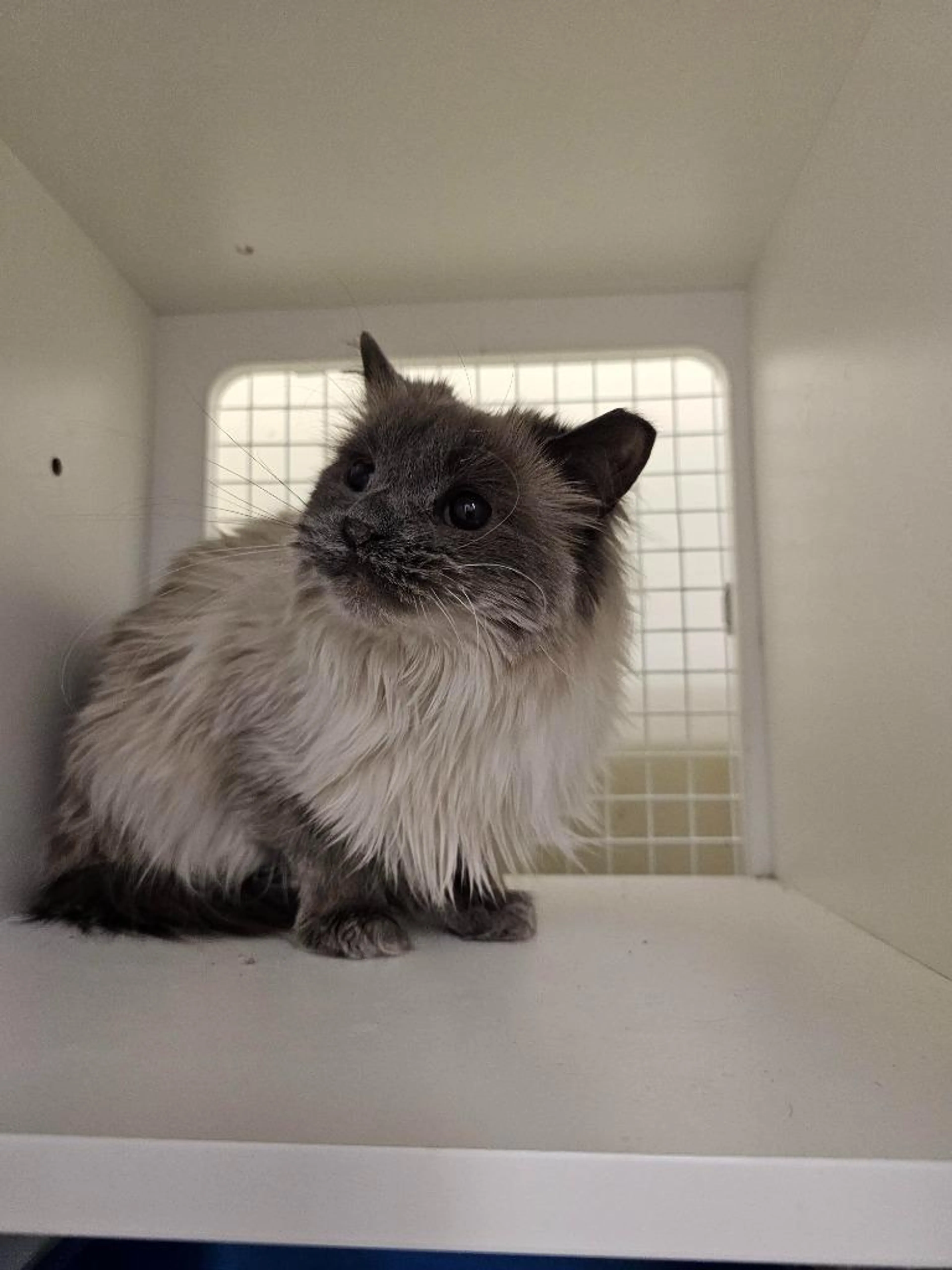 Found pet-1