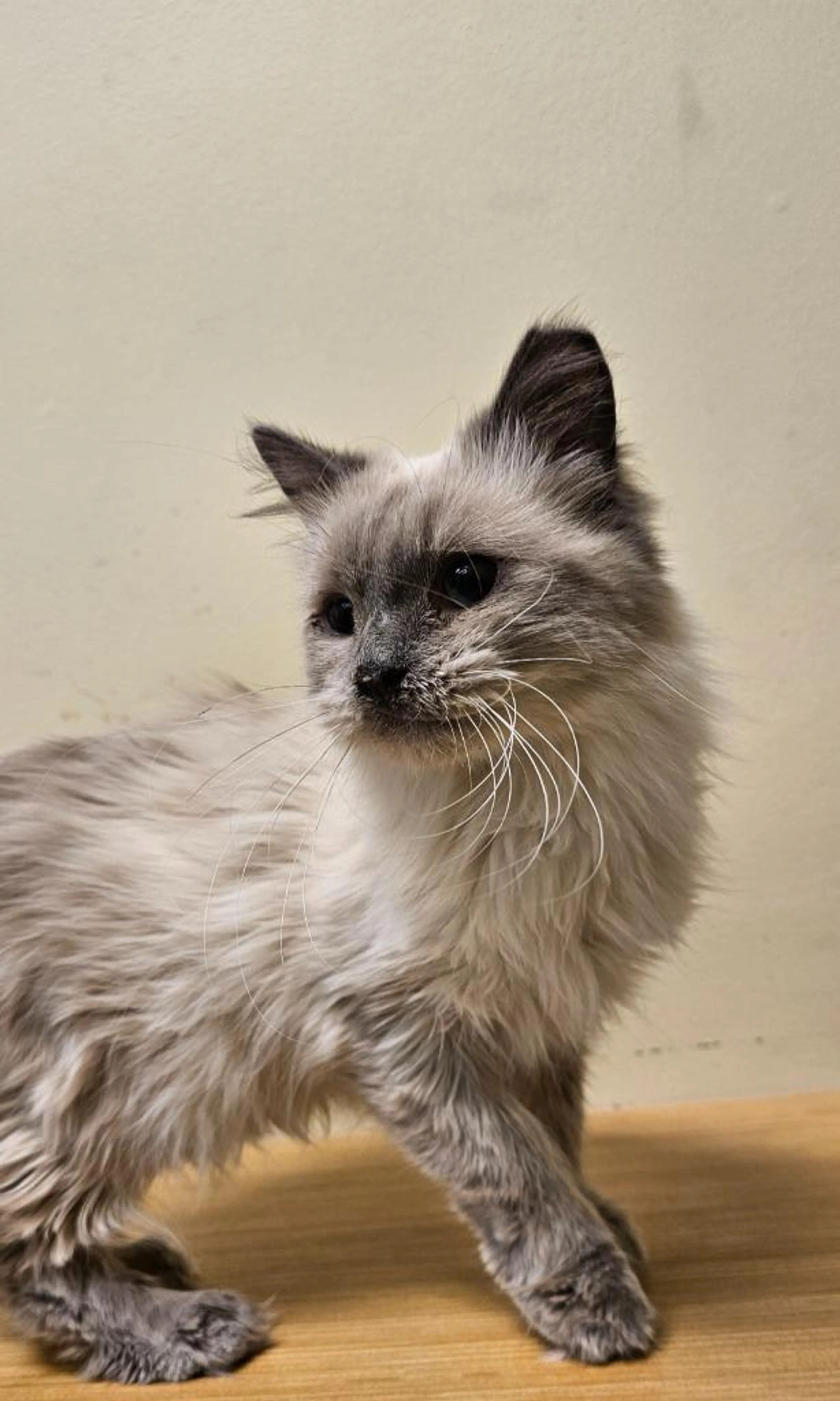 Found pet-2