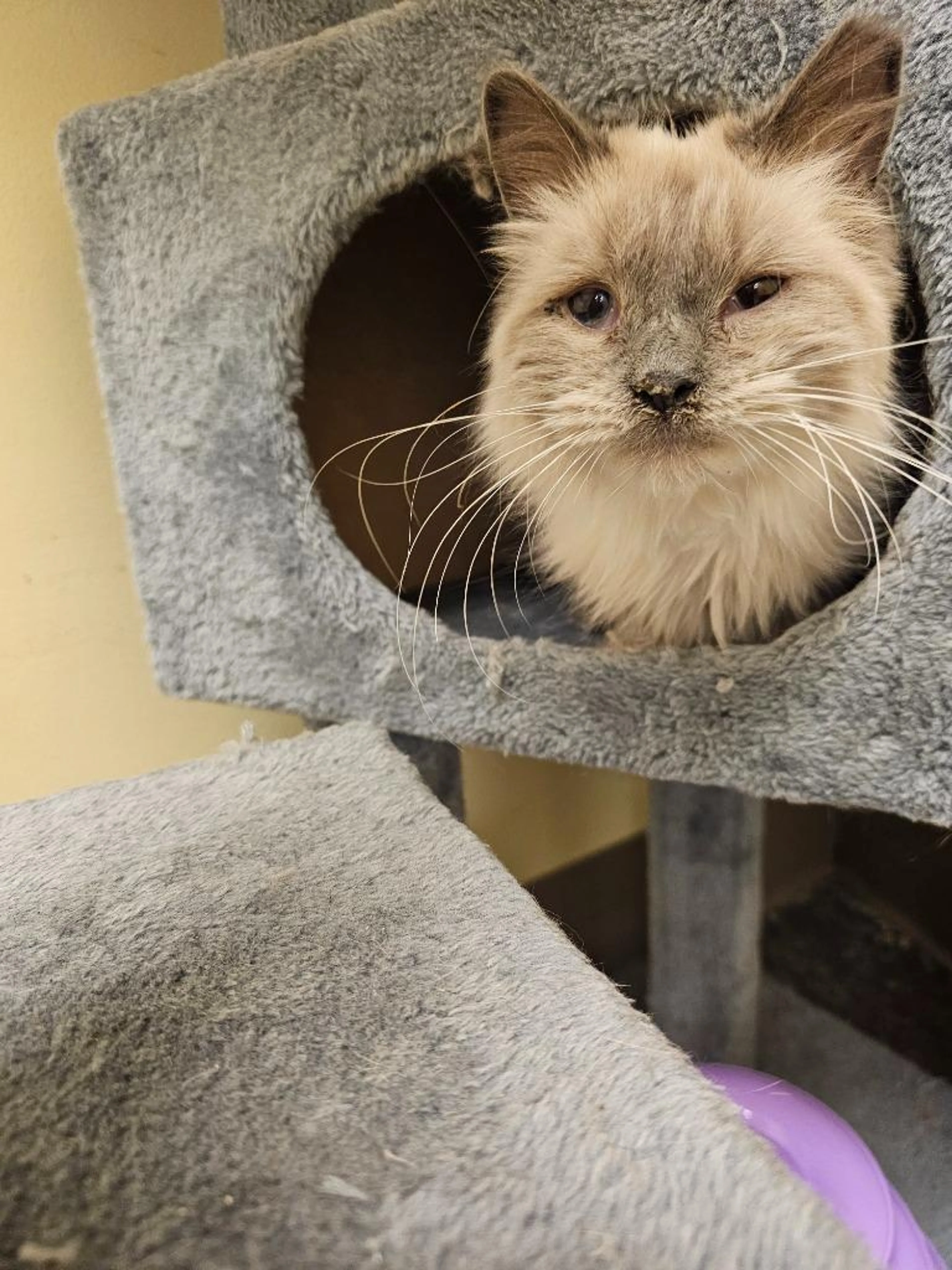 Found pet-3