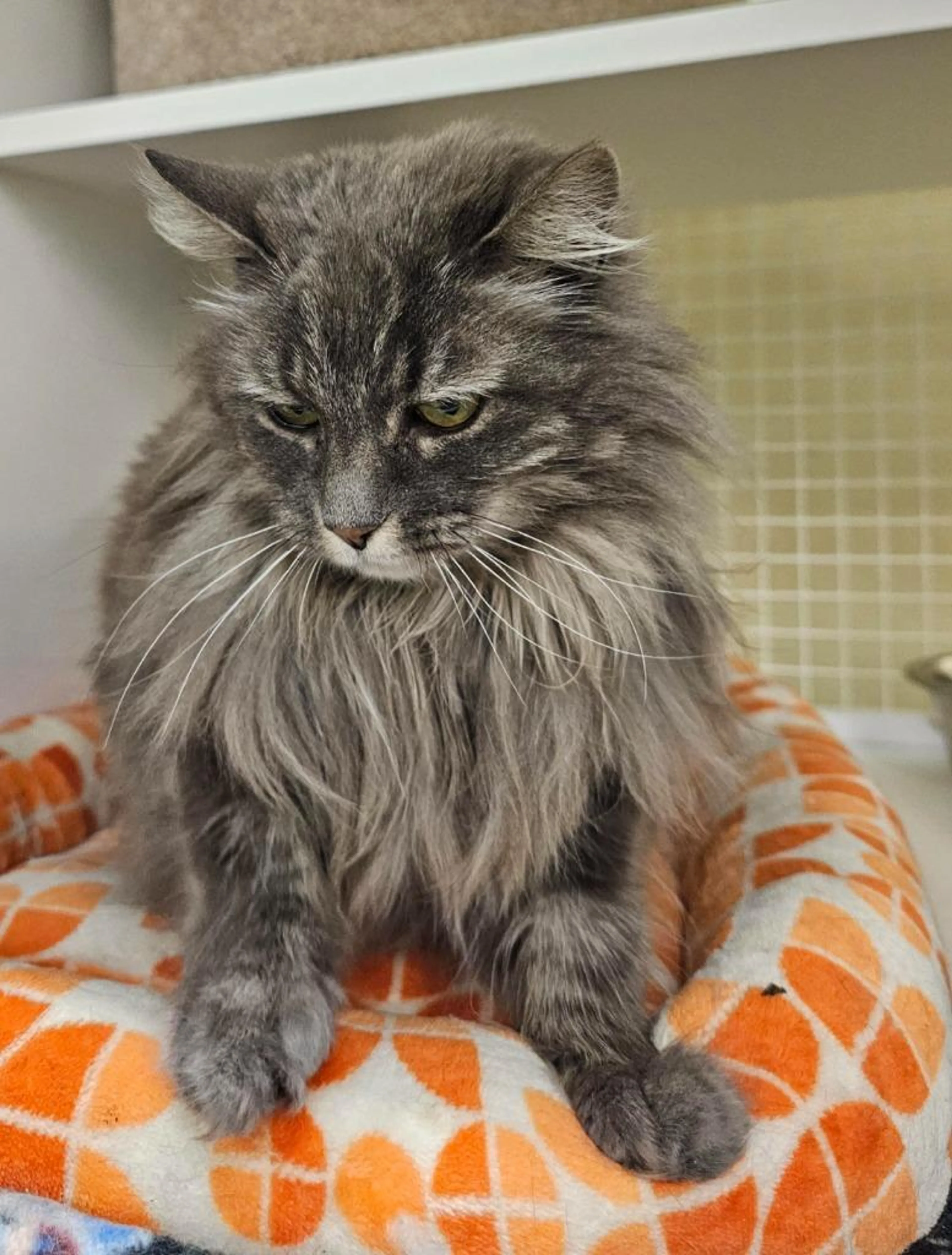 Found pet