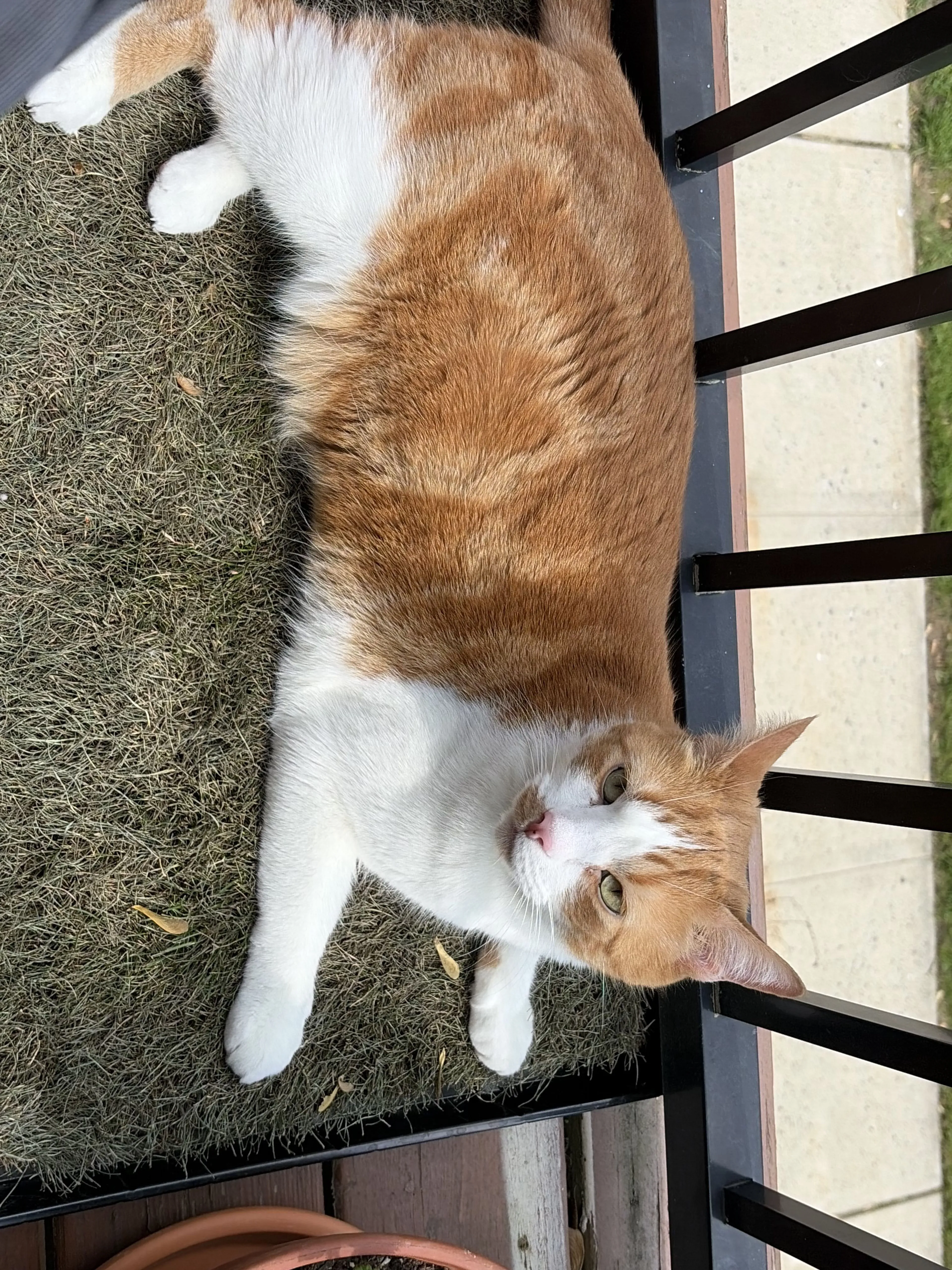 Lost pet-1