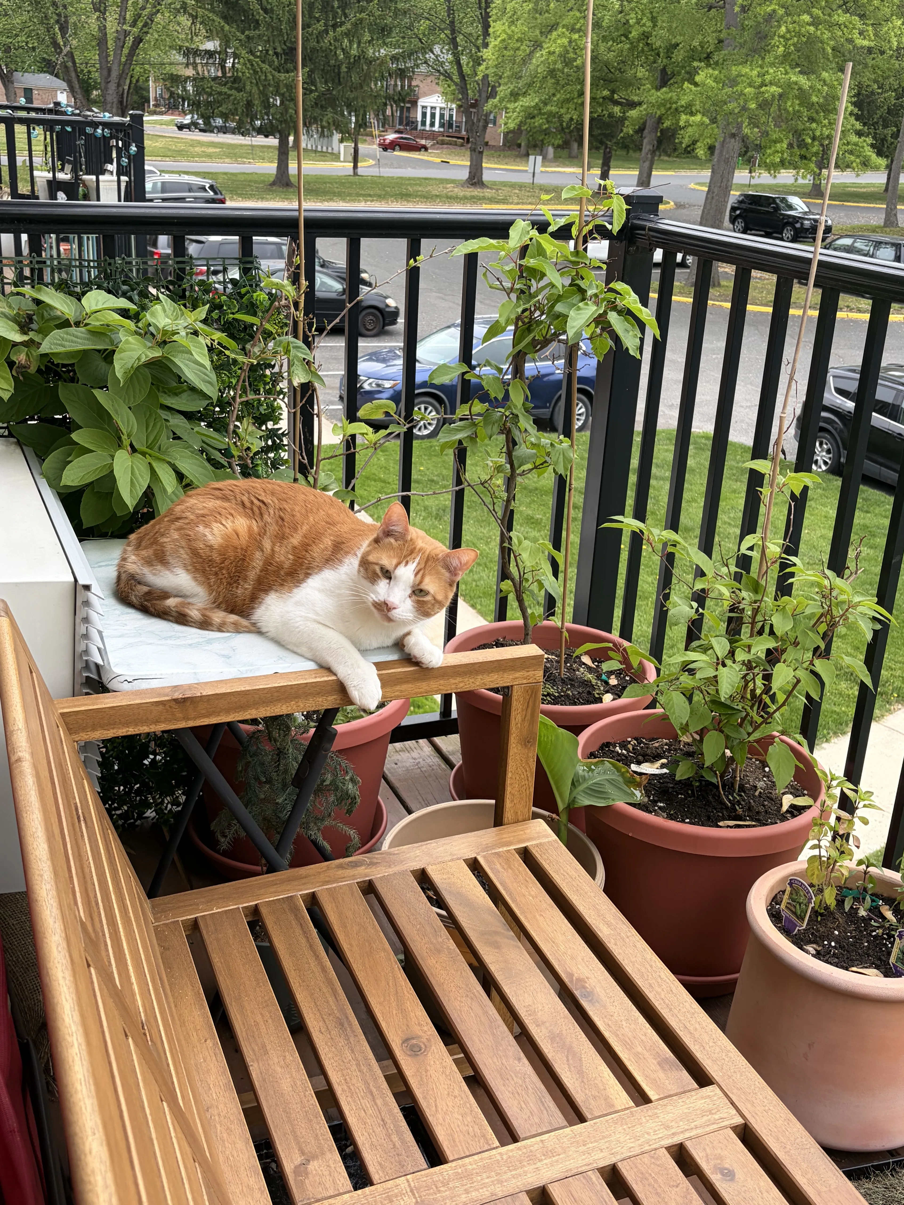 Lost pet-0
