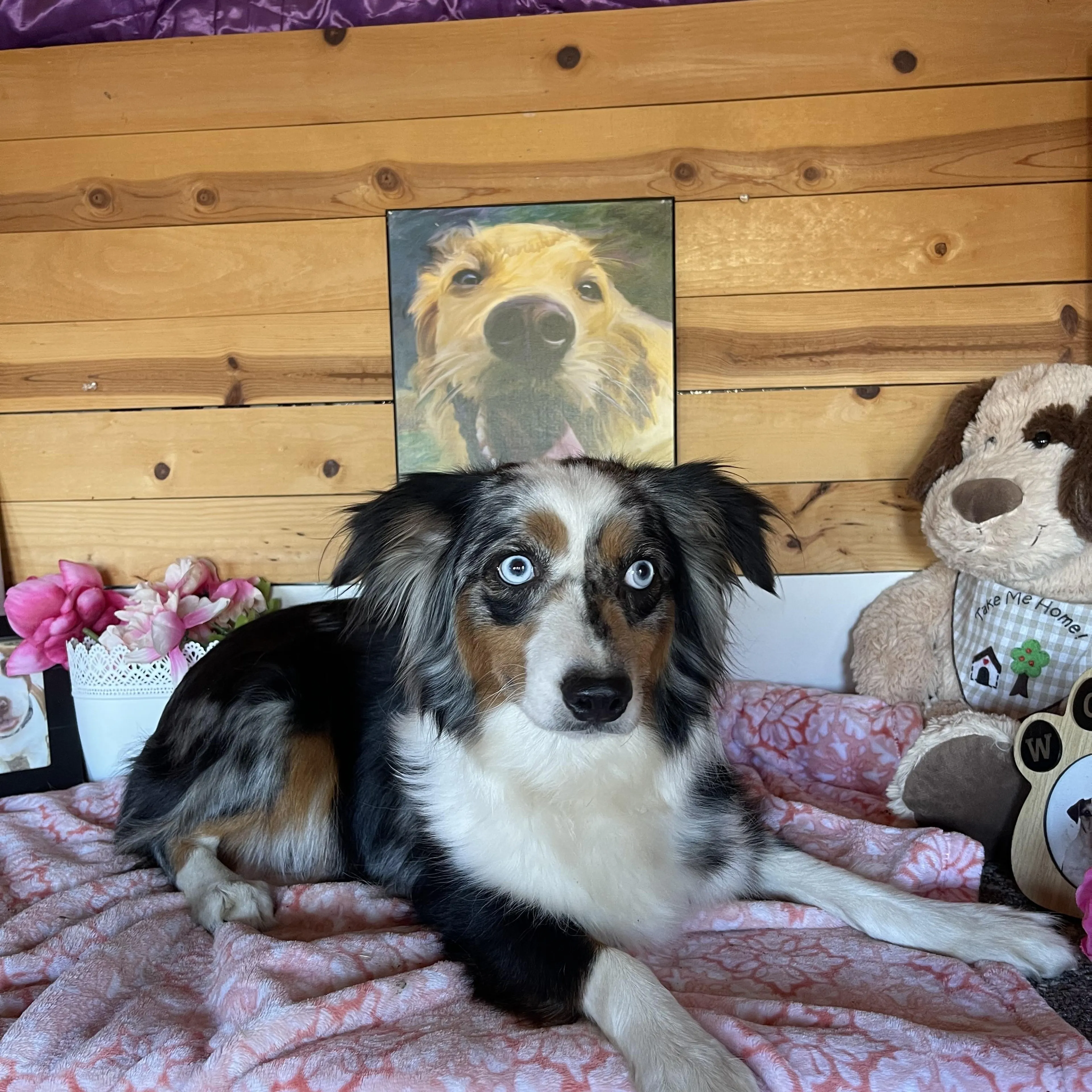 Found pet-5