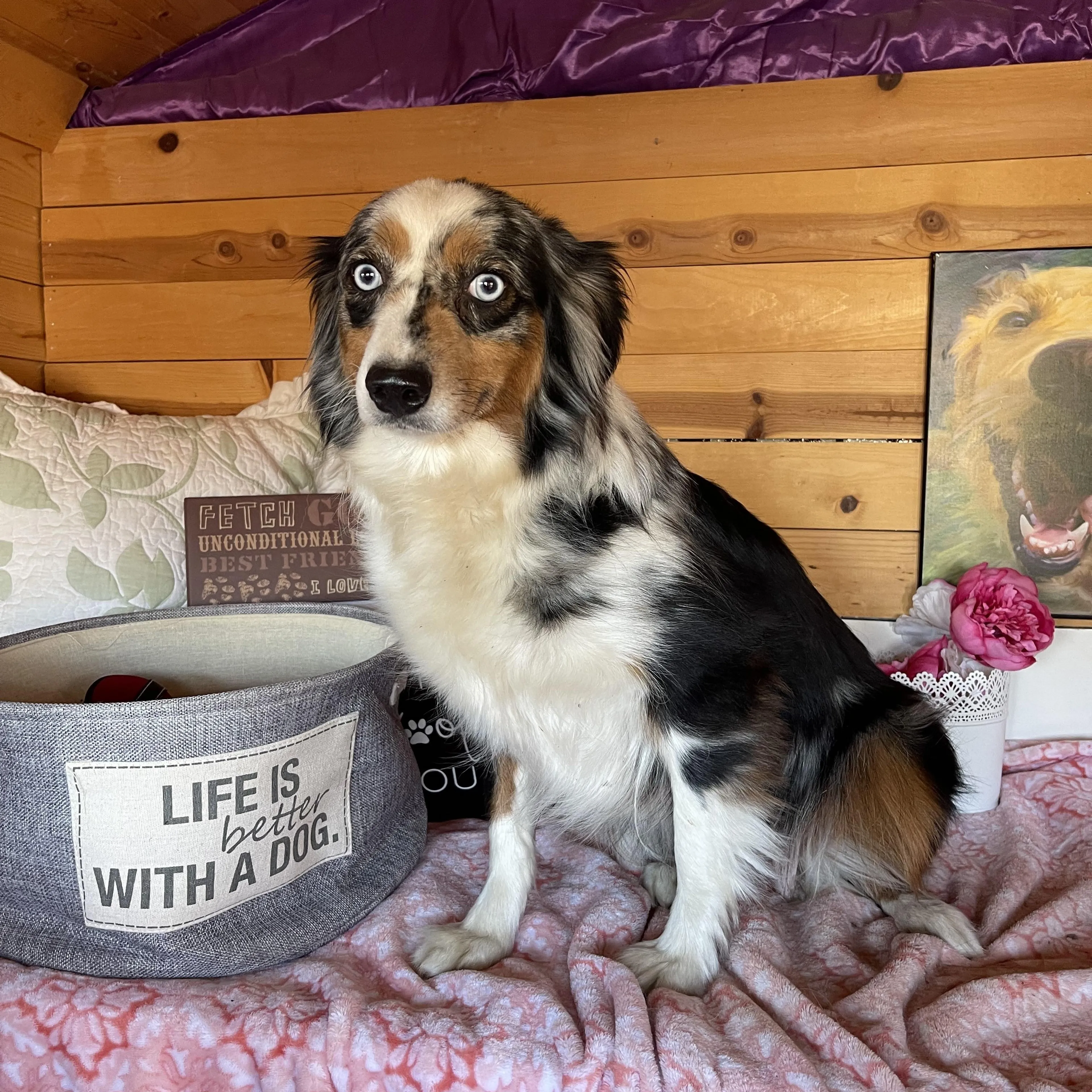 Found pet-3