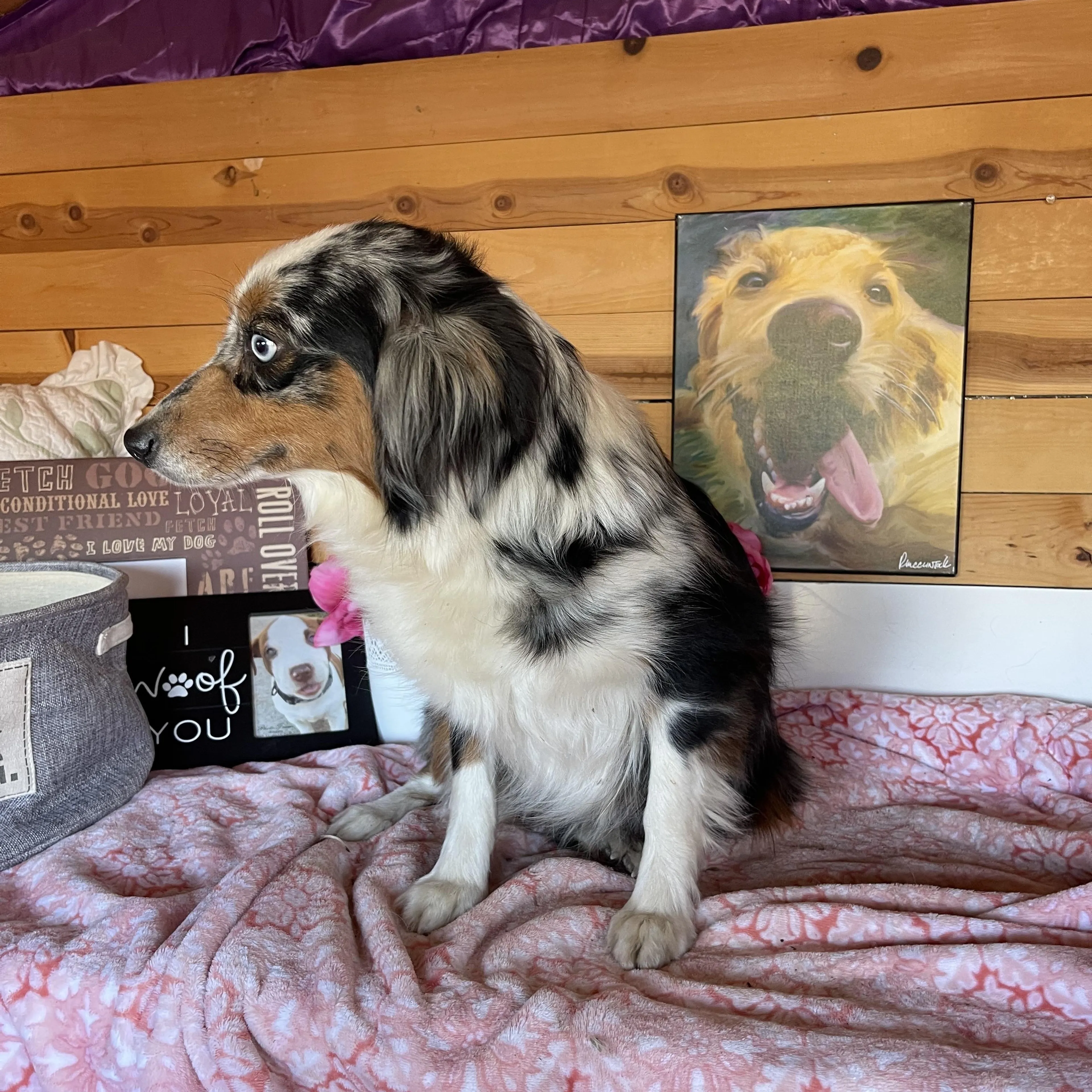 Found pet-2