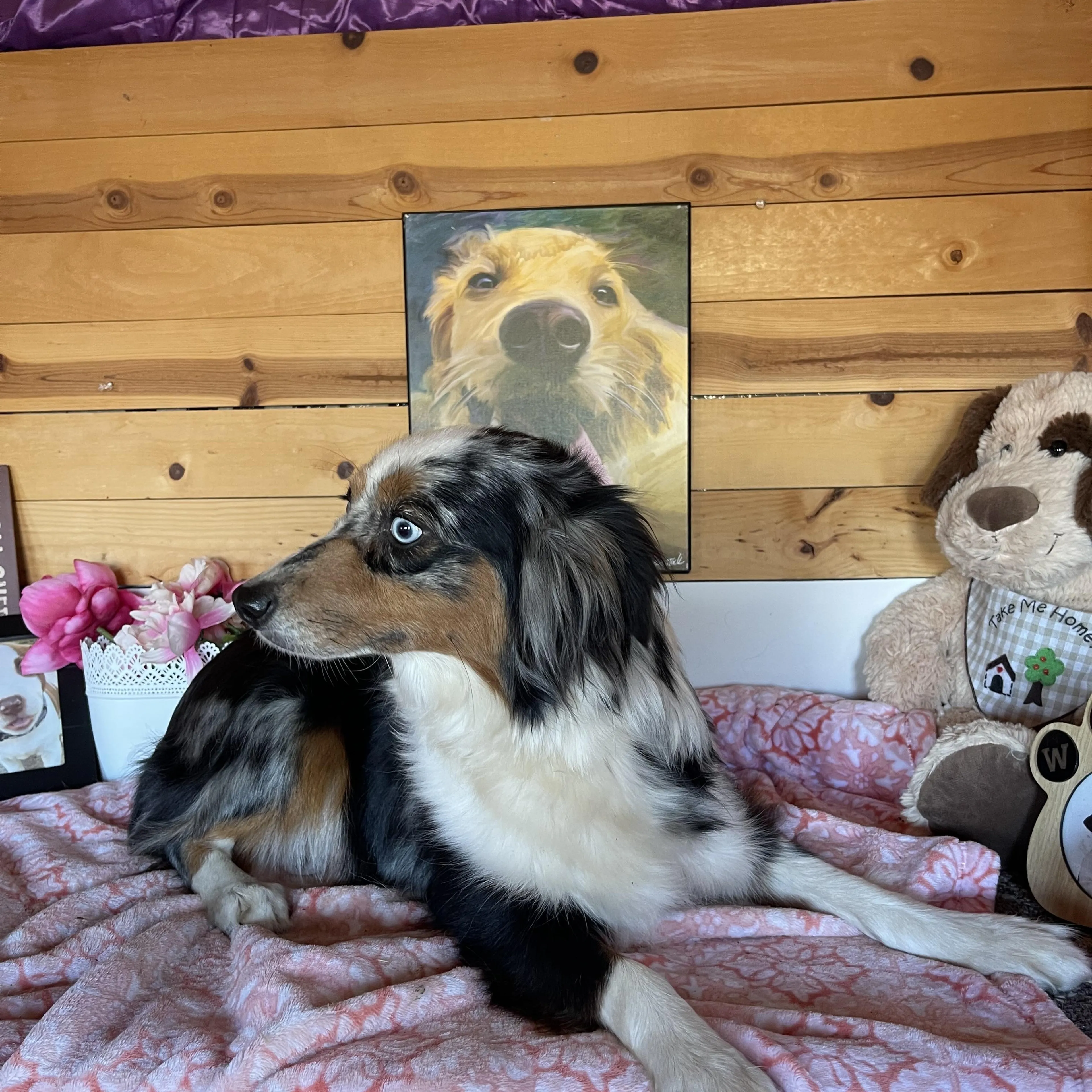 Found pet-4