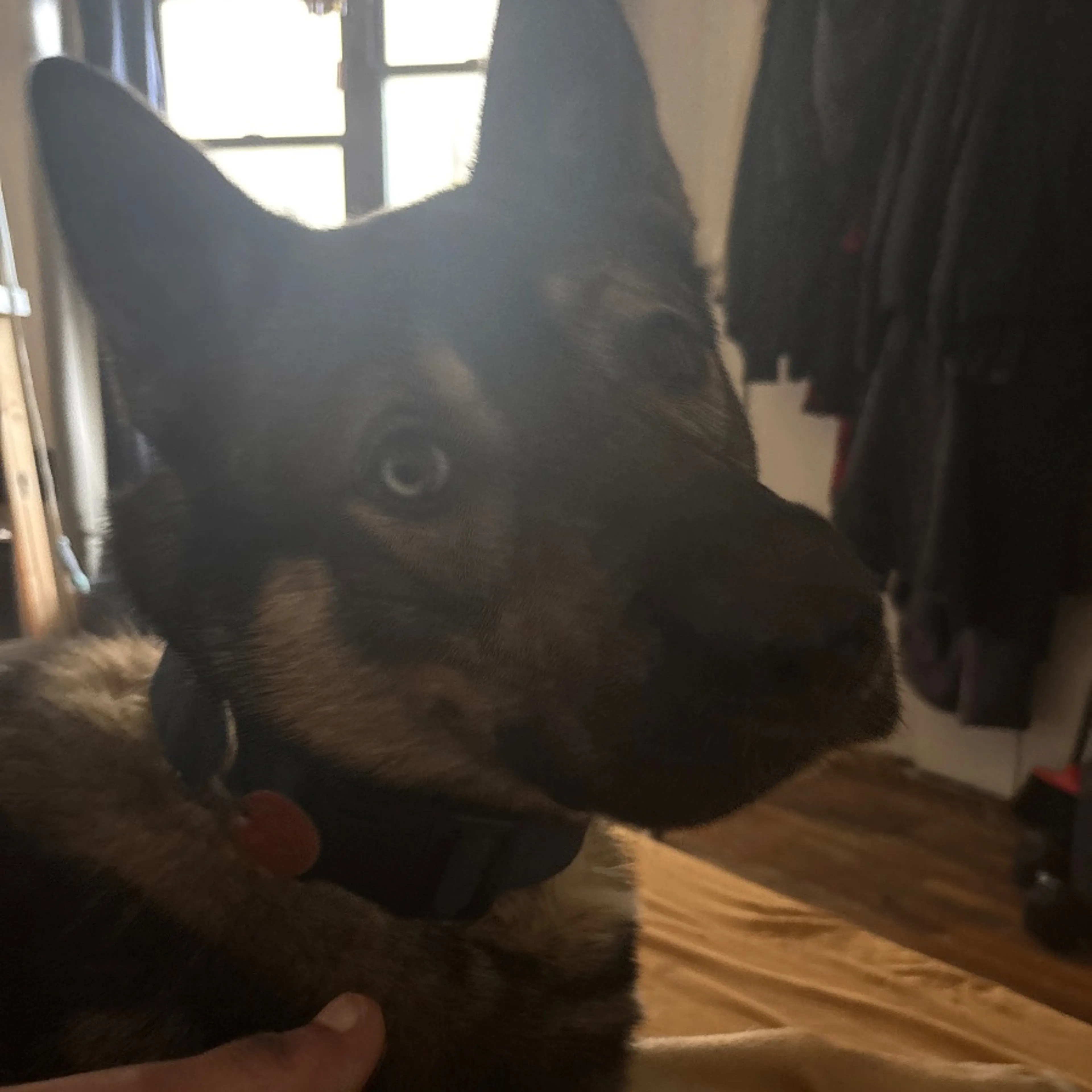 Found pet