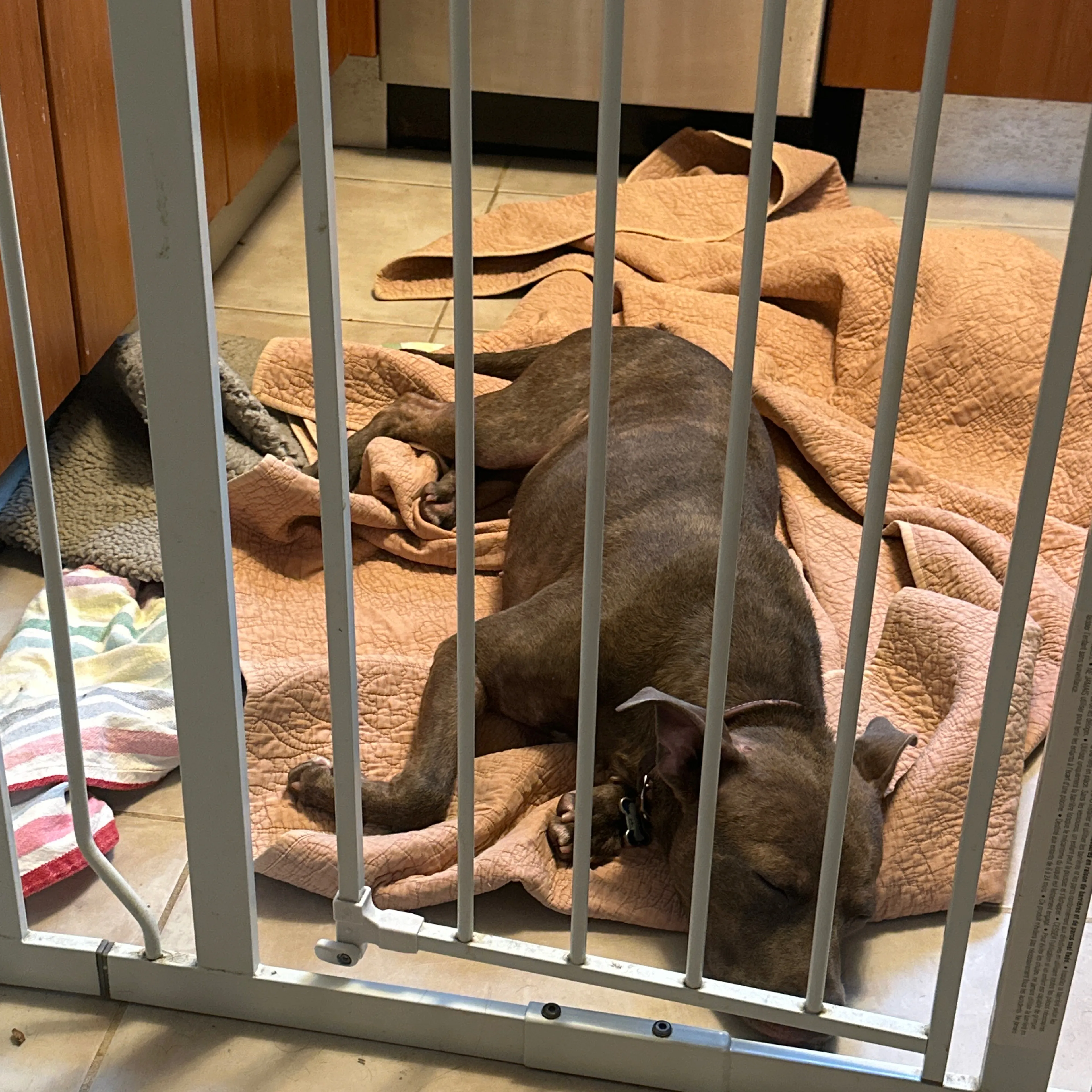 Found pet-1