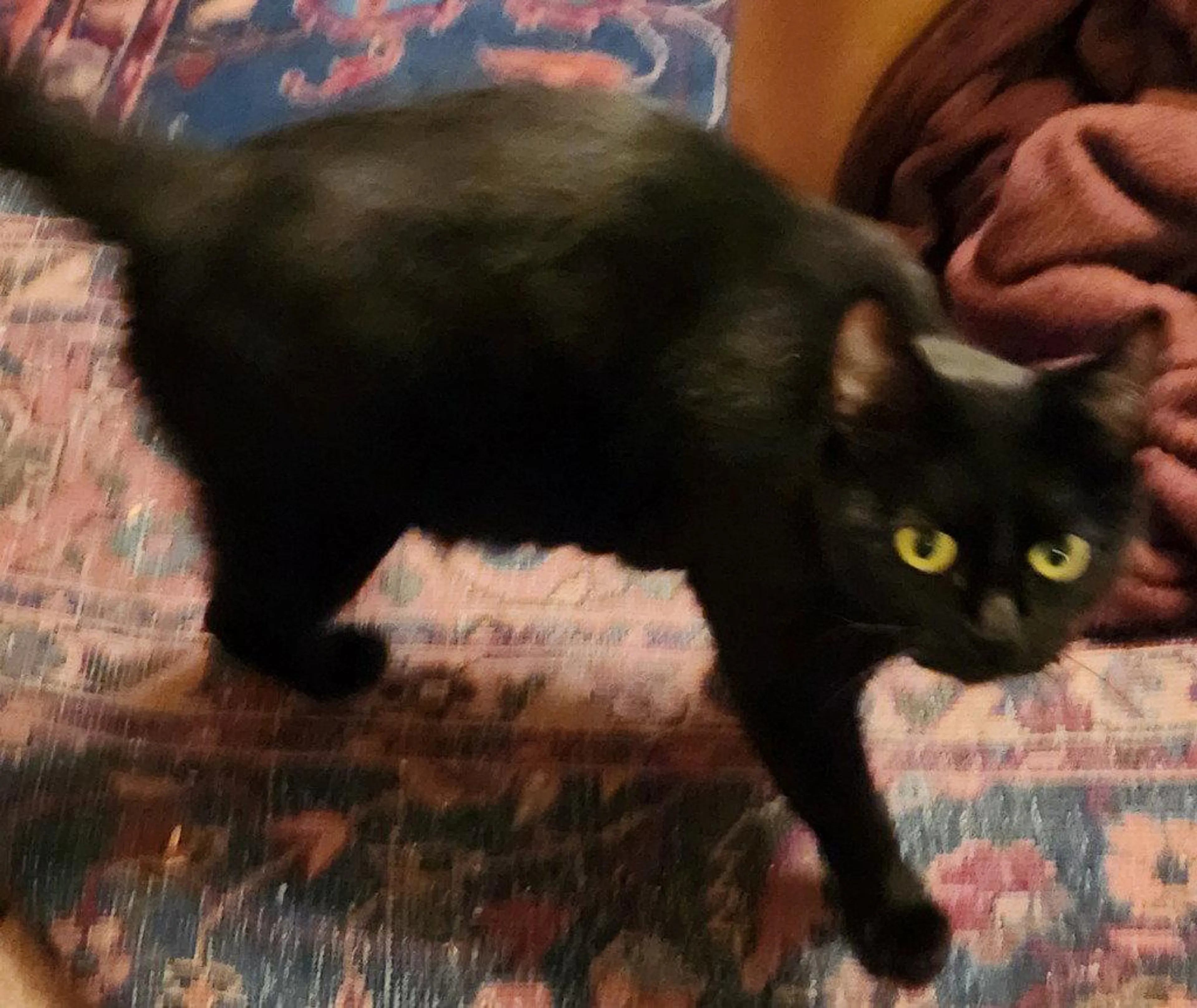 Found pet-0
