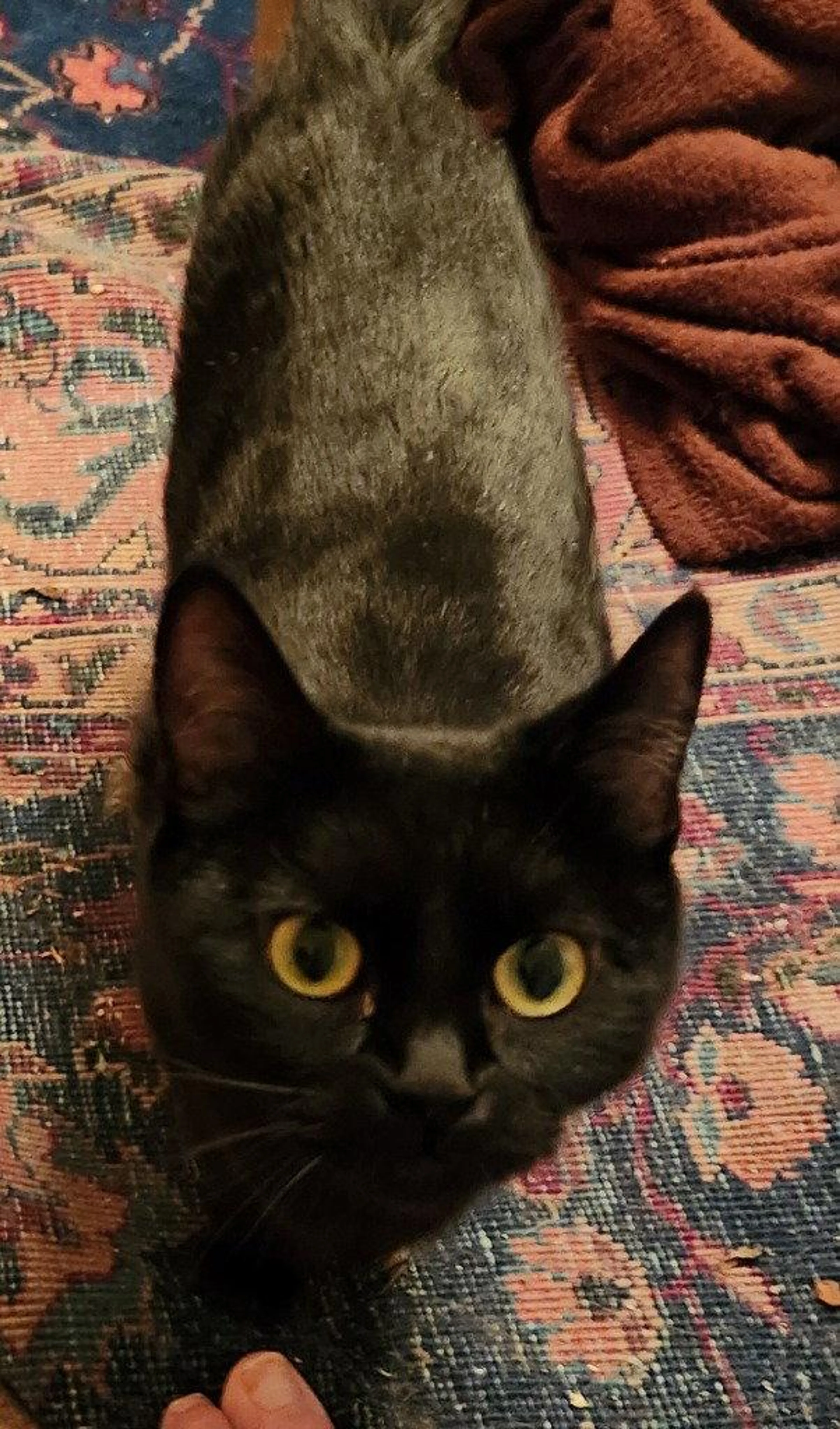 Found pet-1
