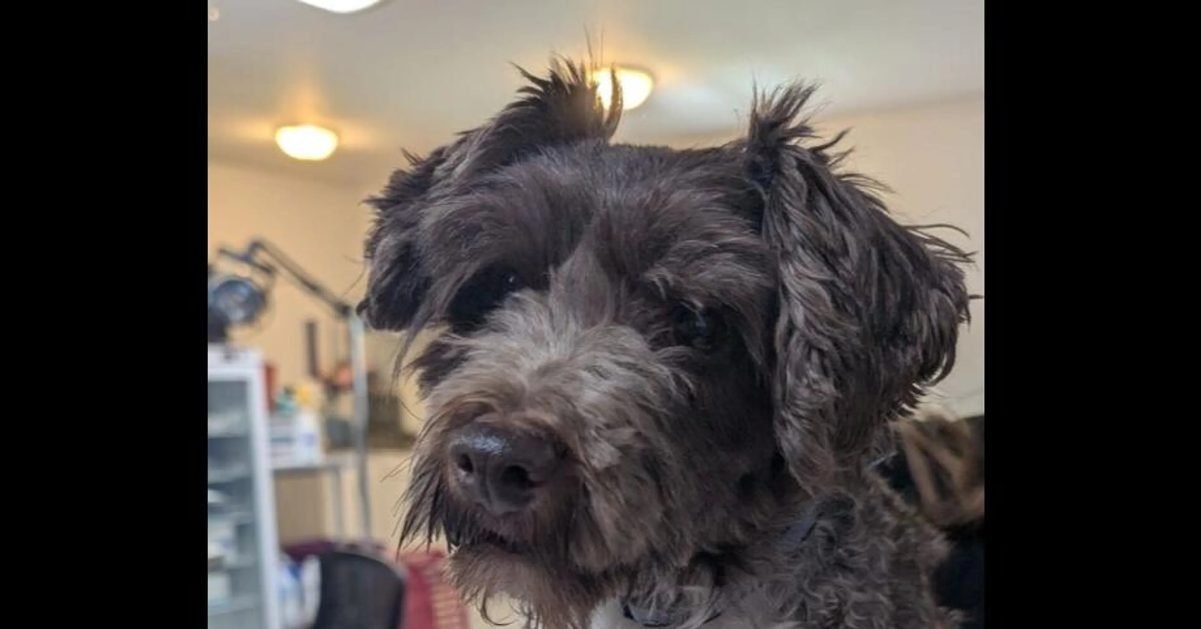 Found pet-1
