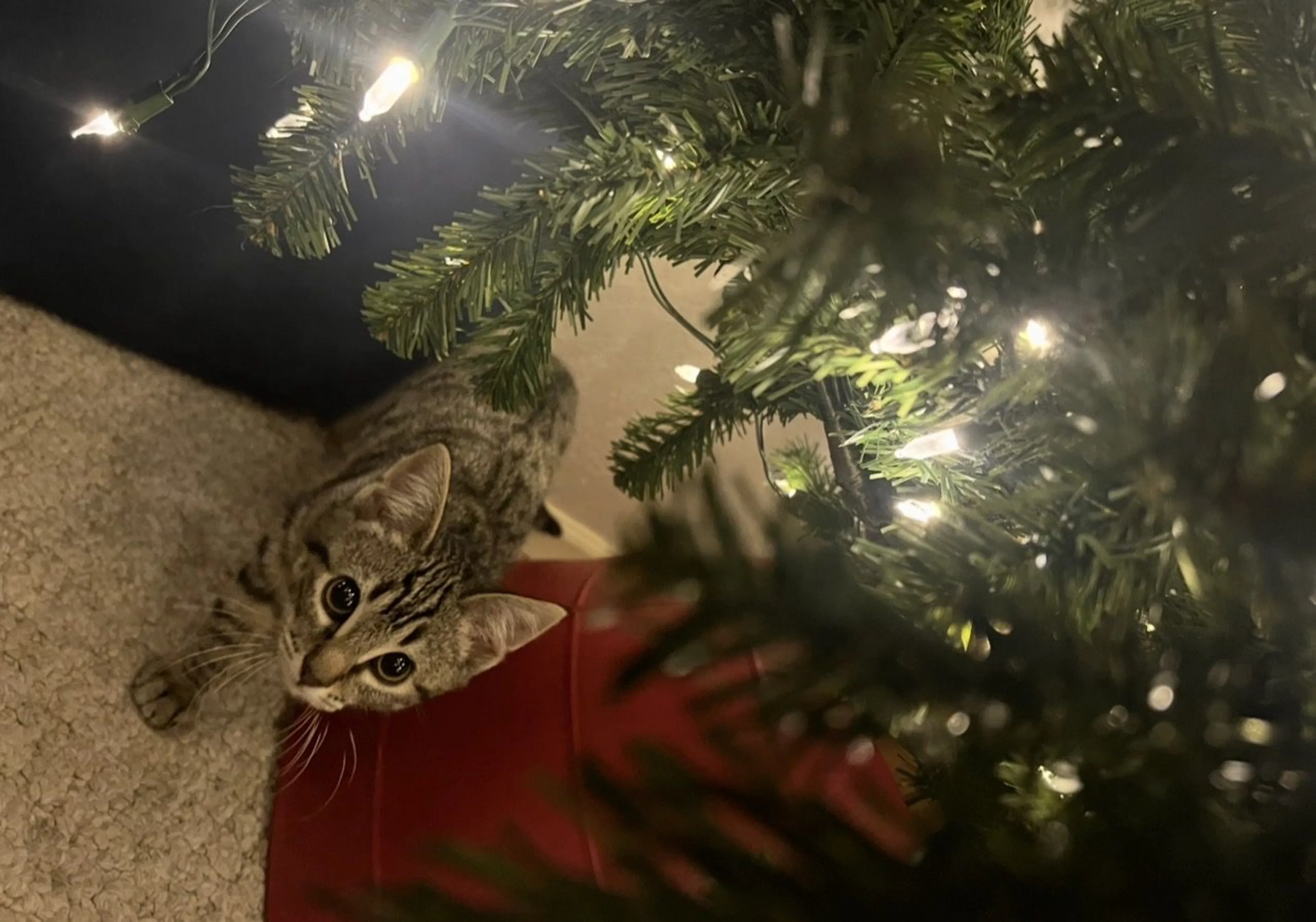 Lost pet