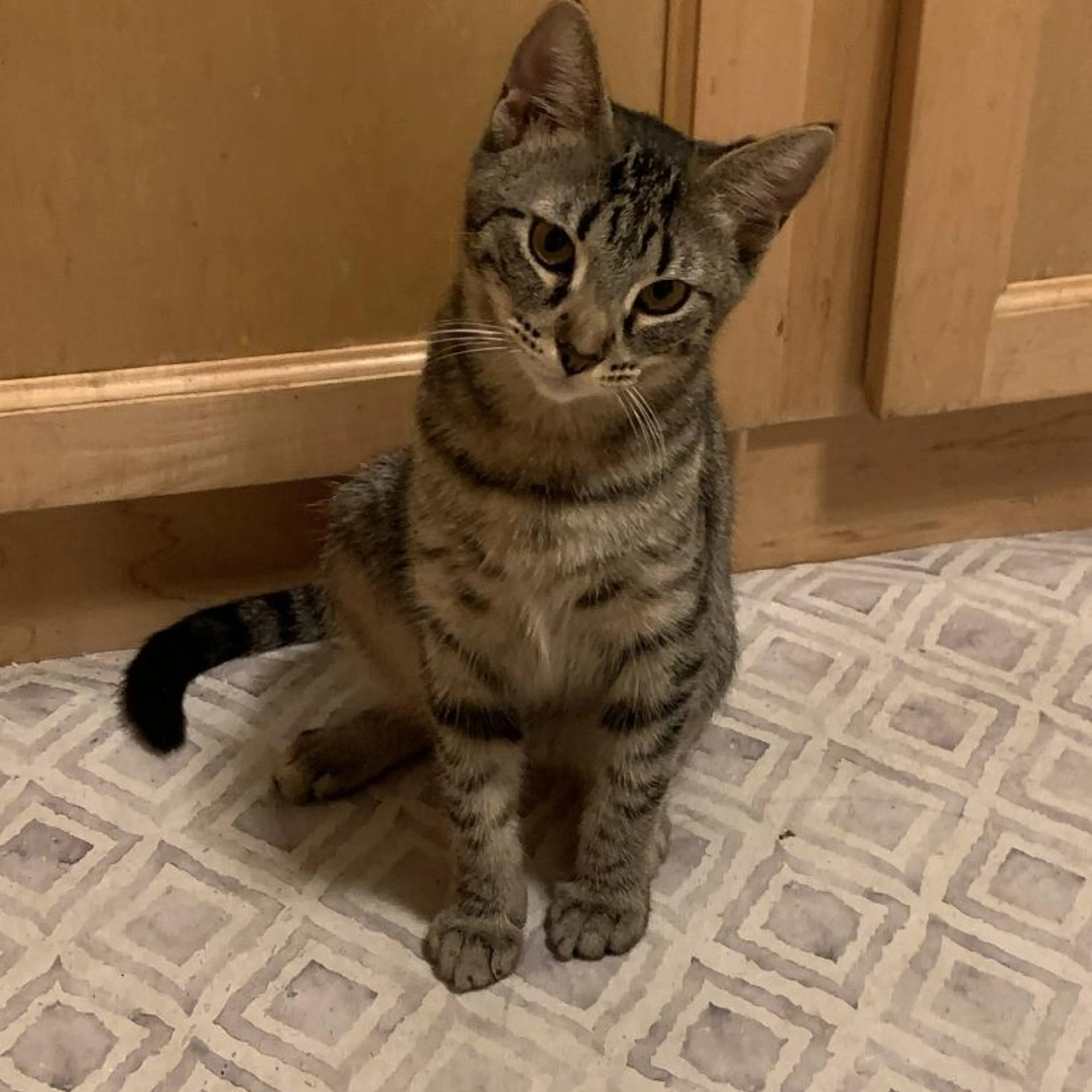 Found pet-1