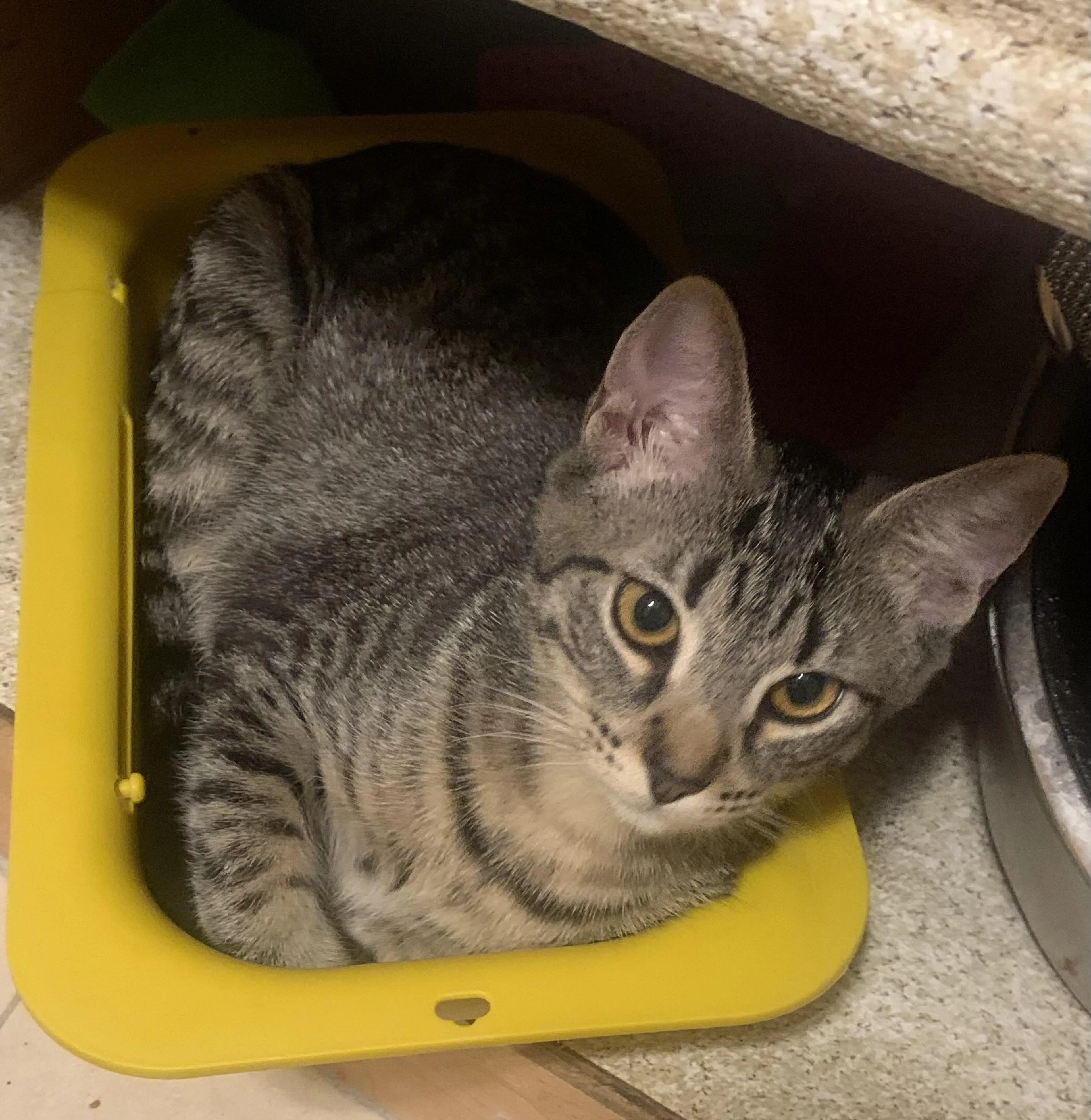 Found pet-0