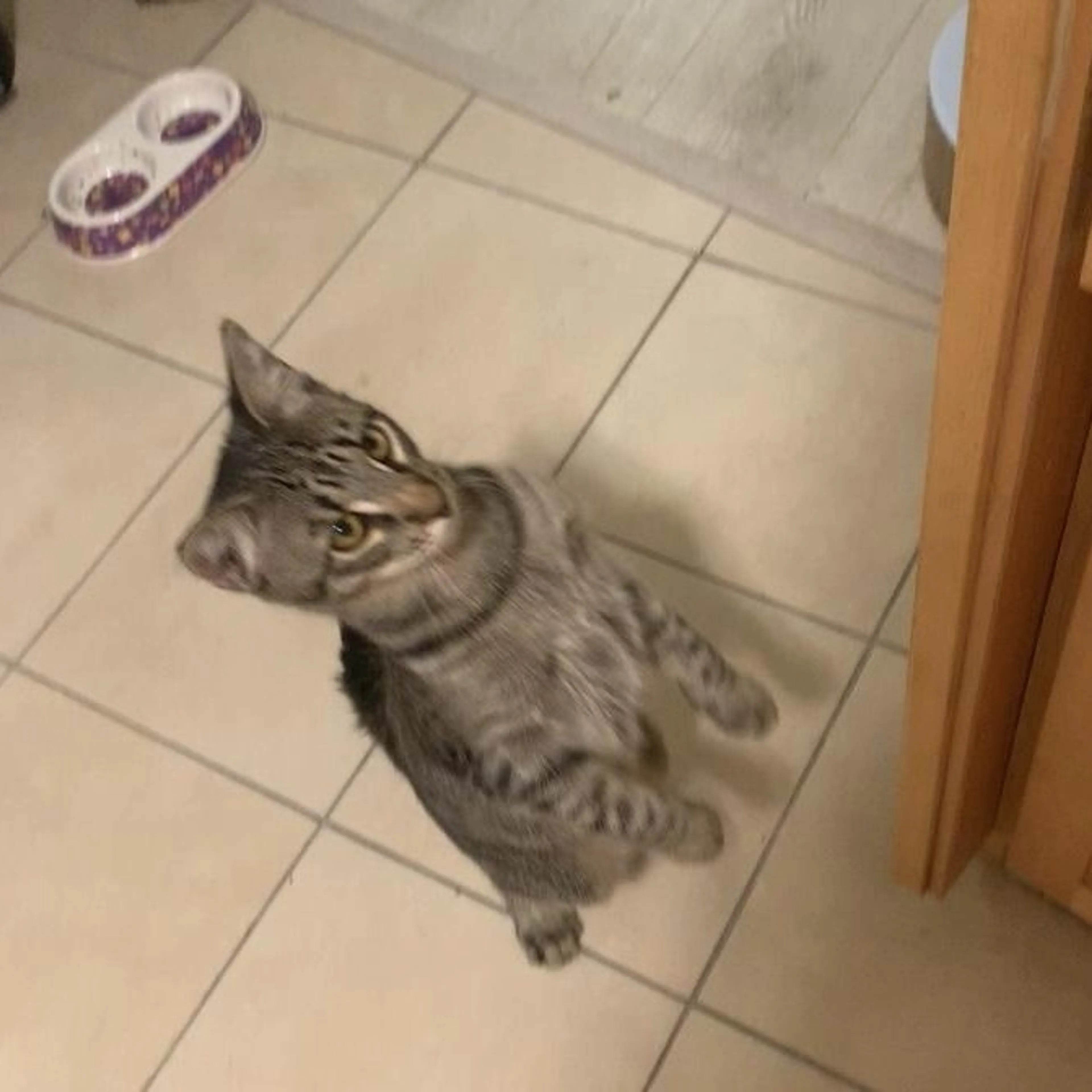 Found pet-1