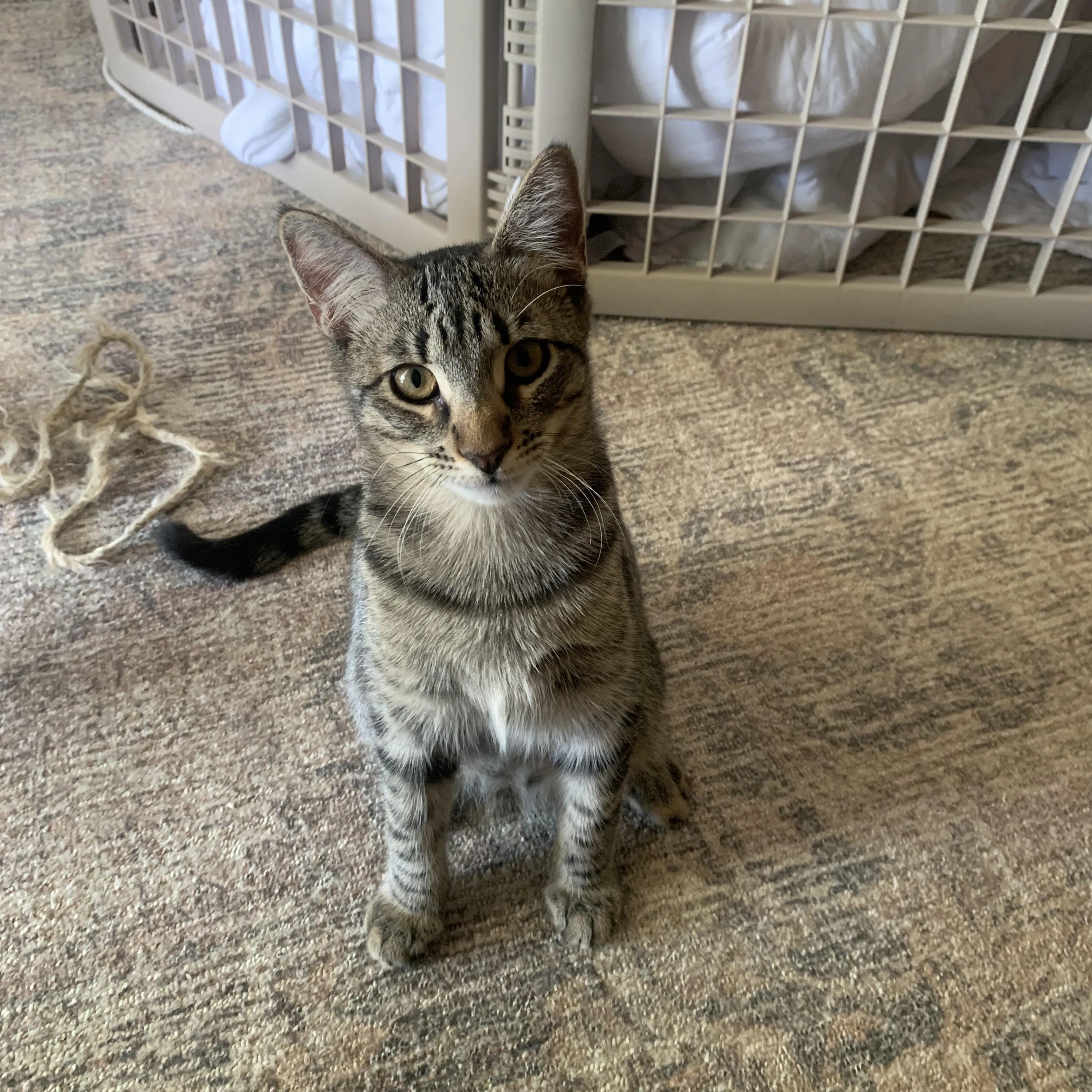 Found pet-0