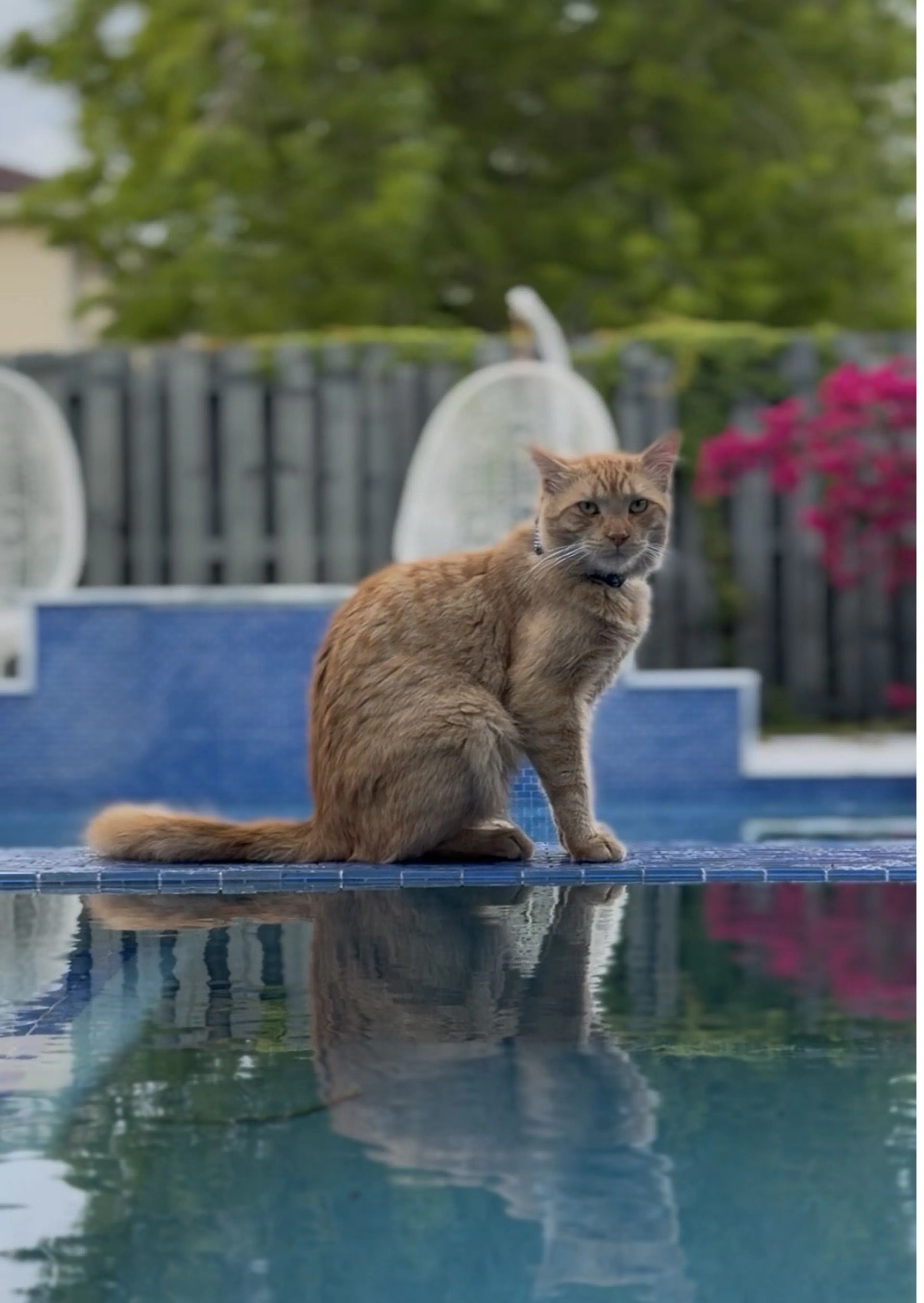 Lost pet