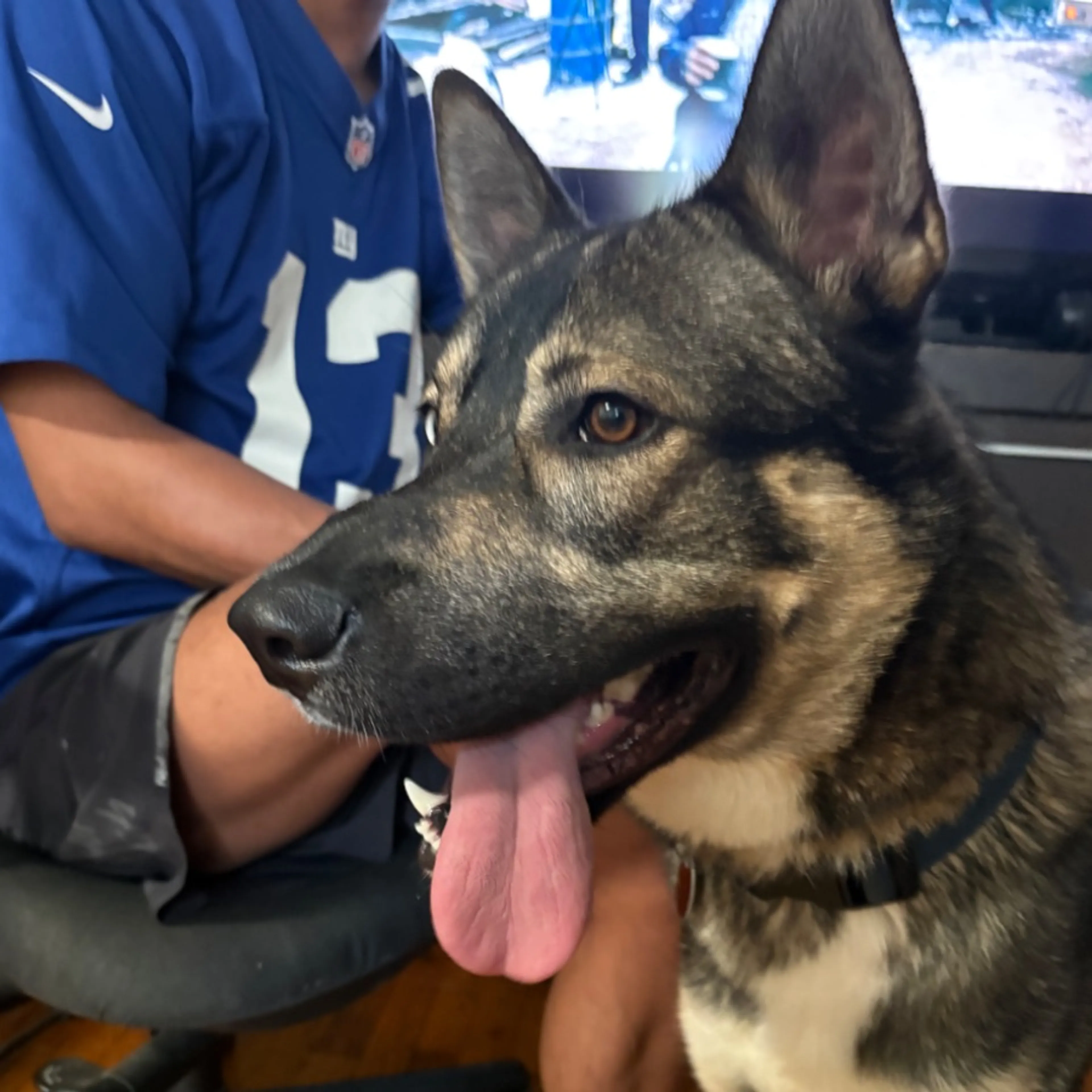 Found pet