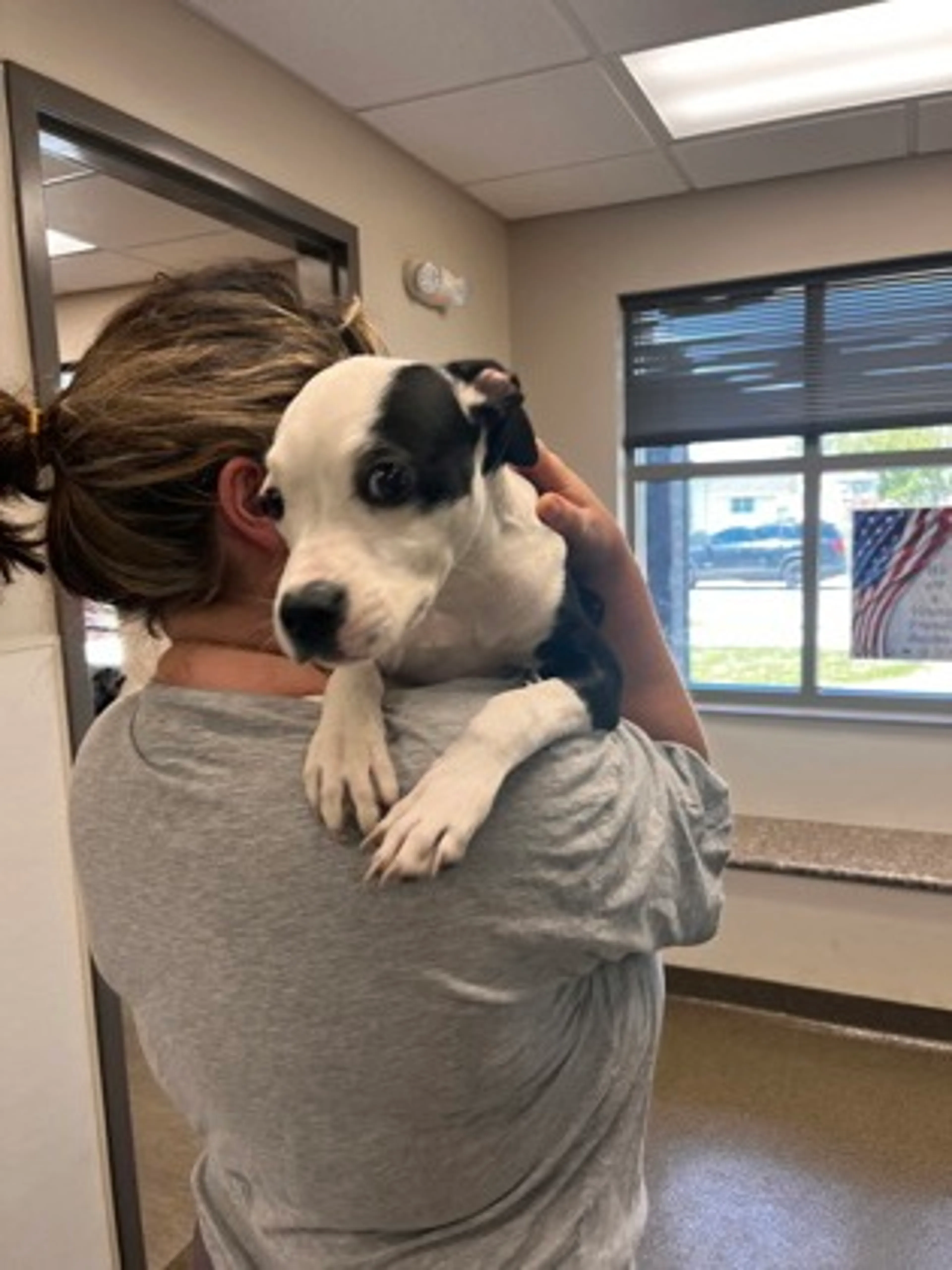Found pet-1