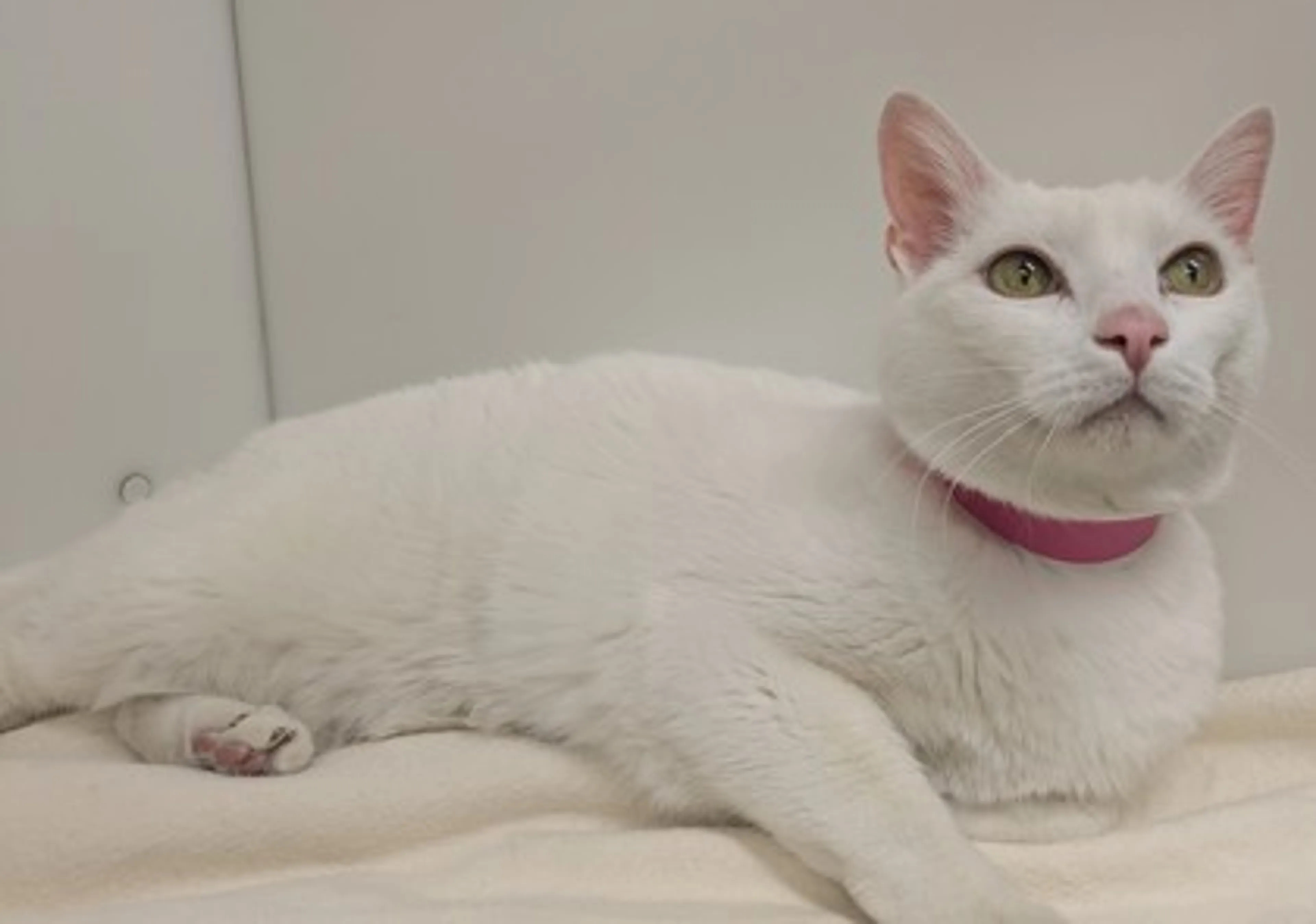 Found pet-1