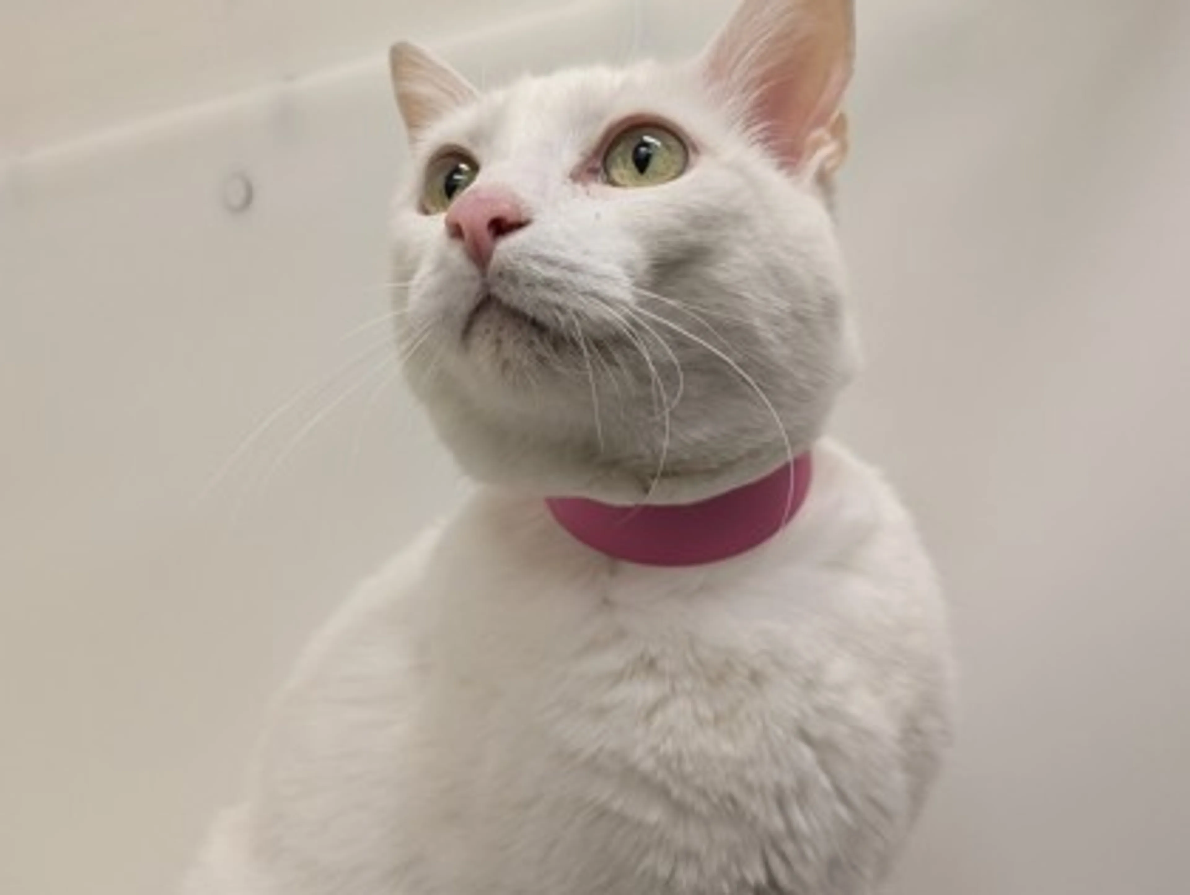 Found pet-2
