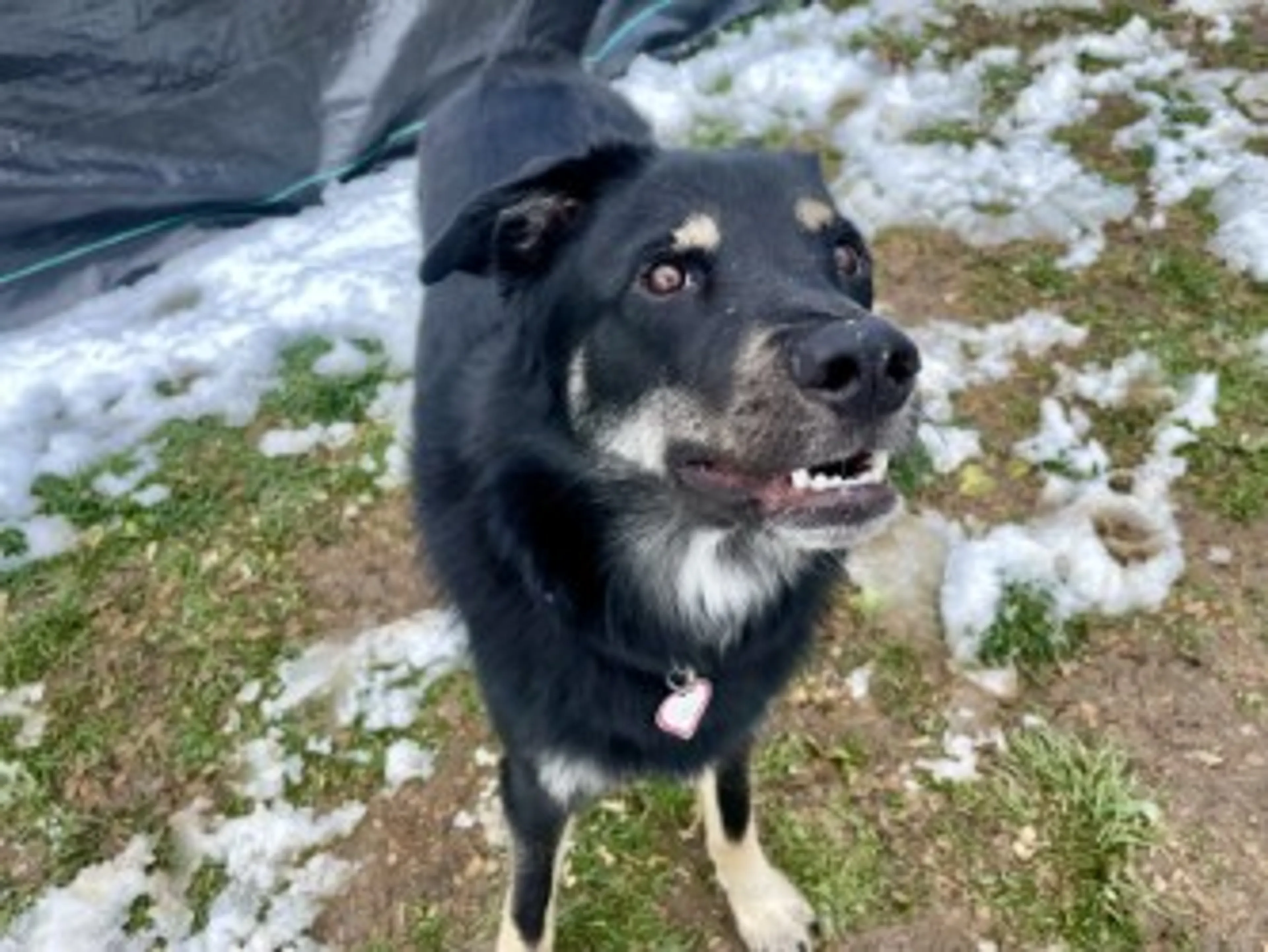 Found pet-2