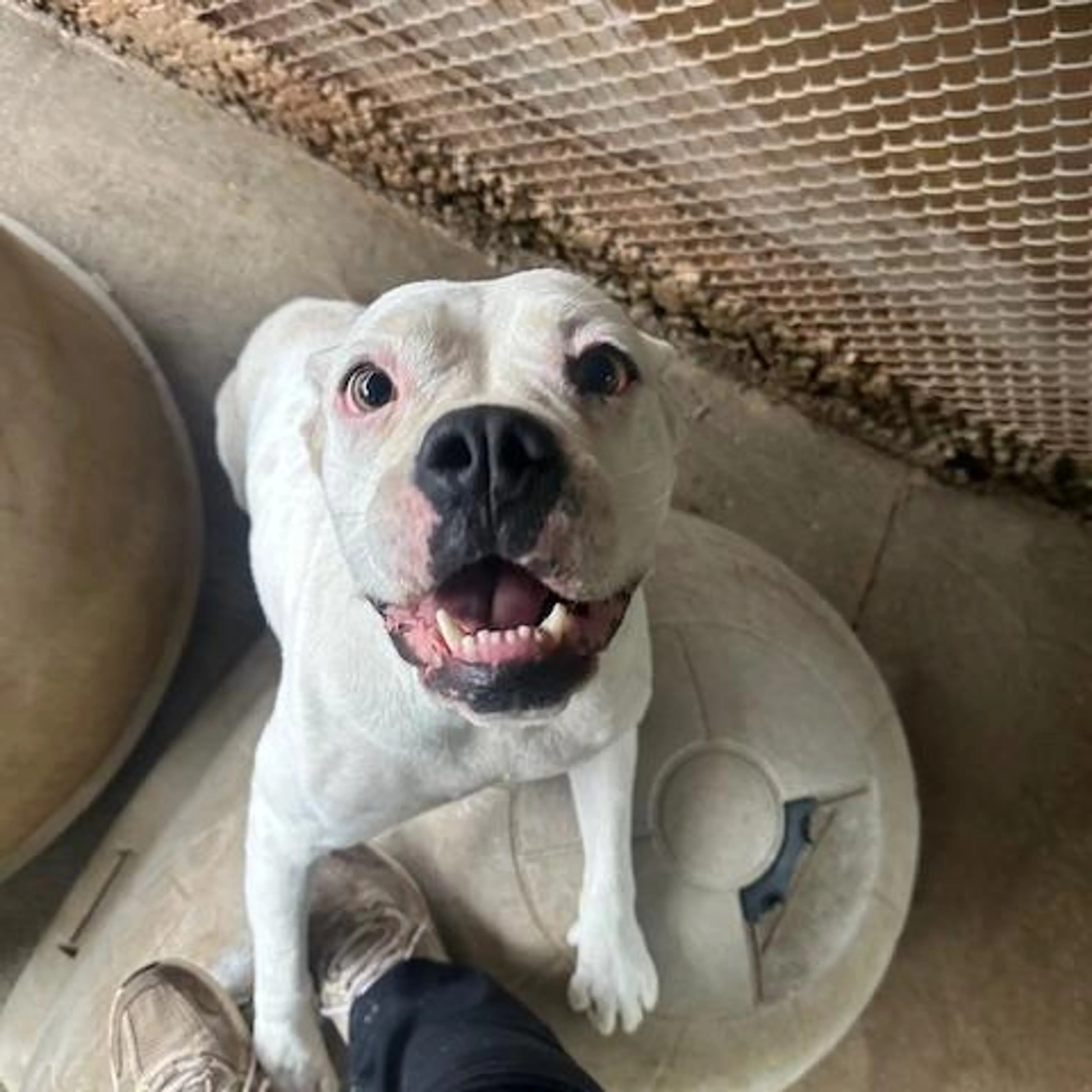Found pet