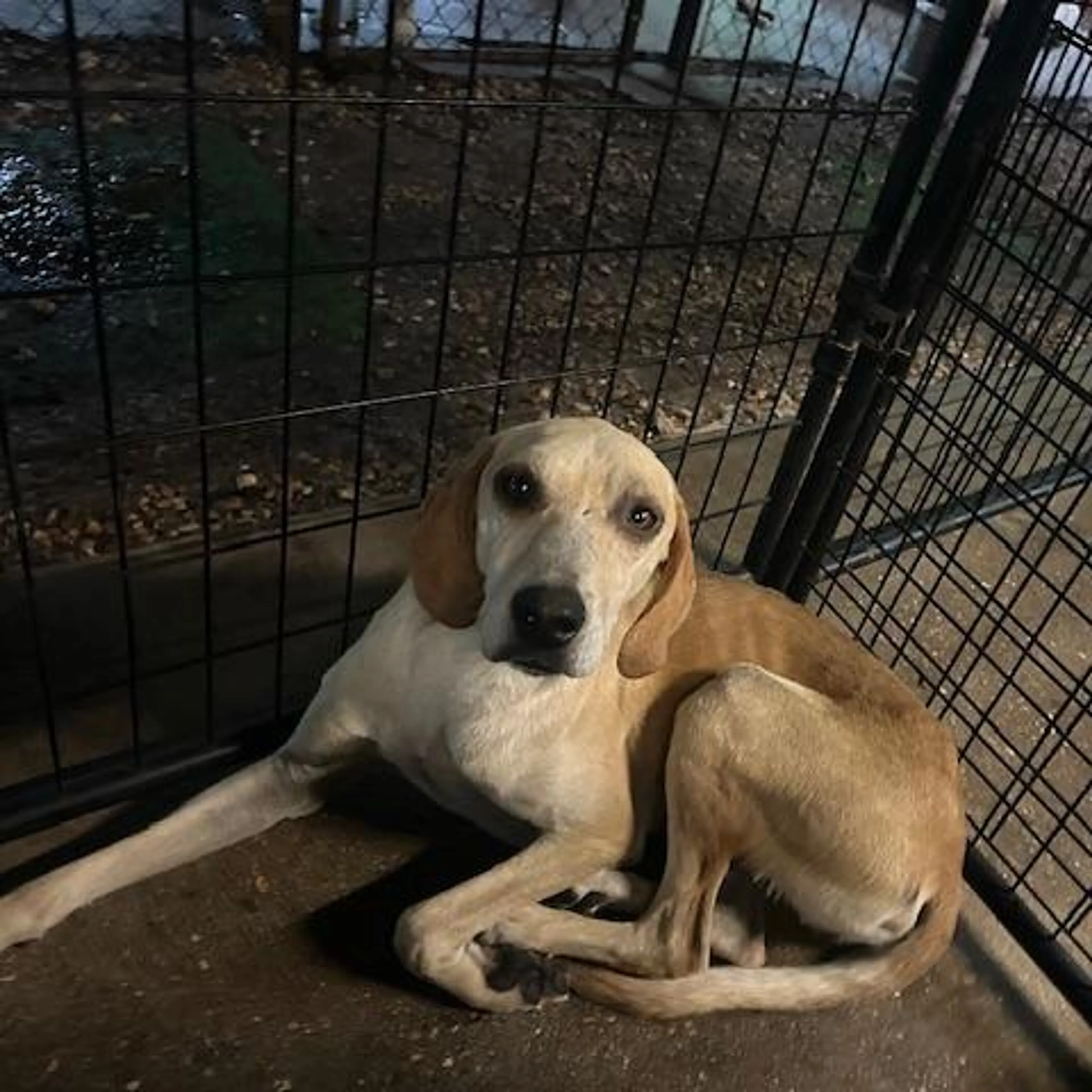 Found pet