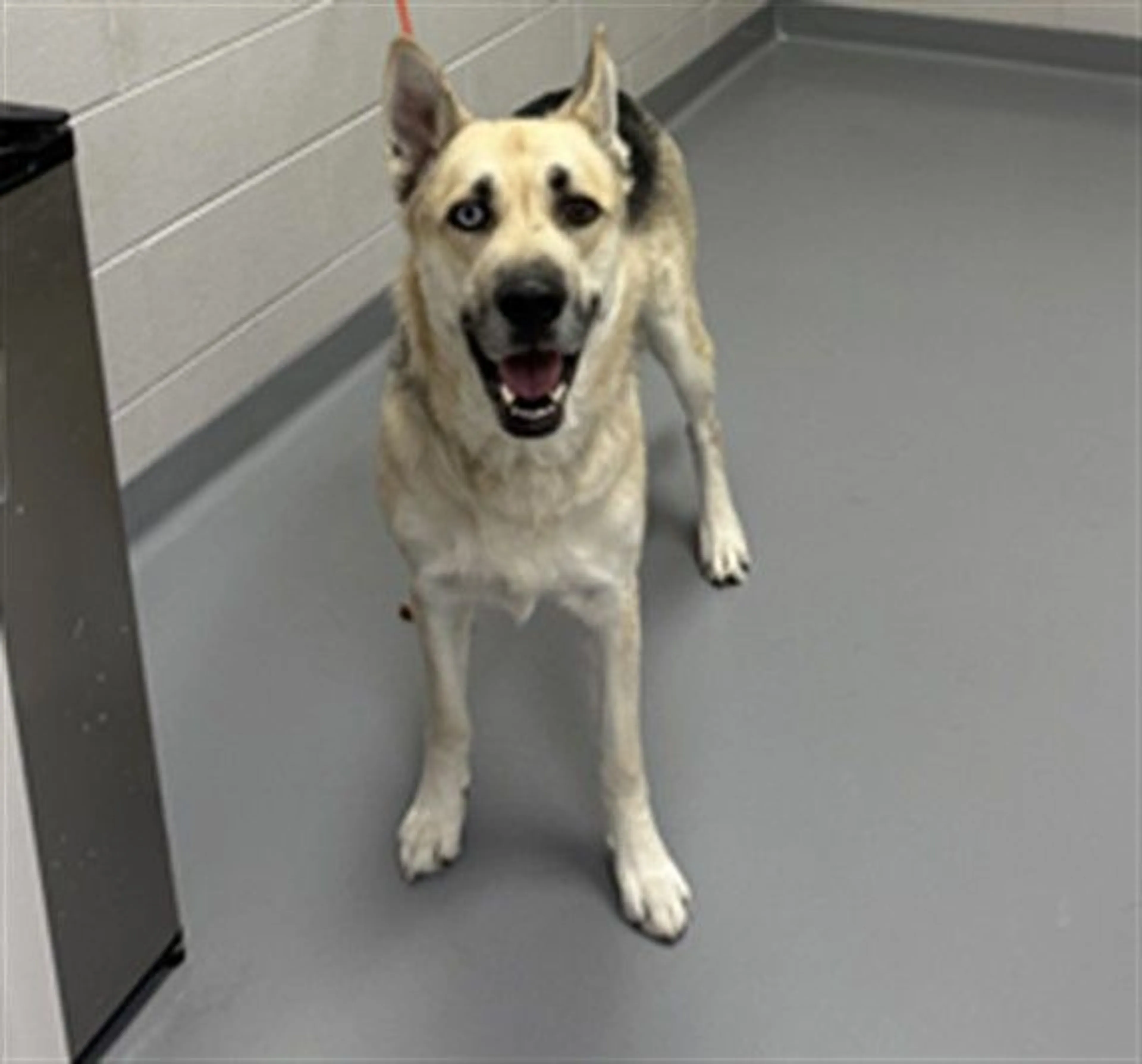 Found pet