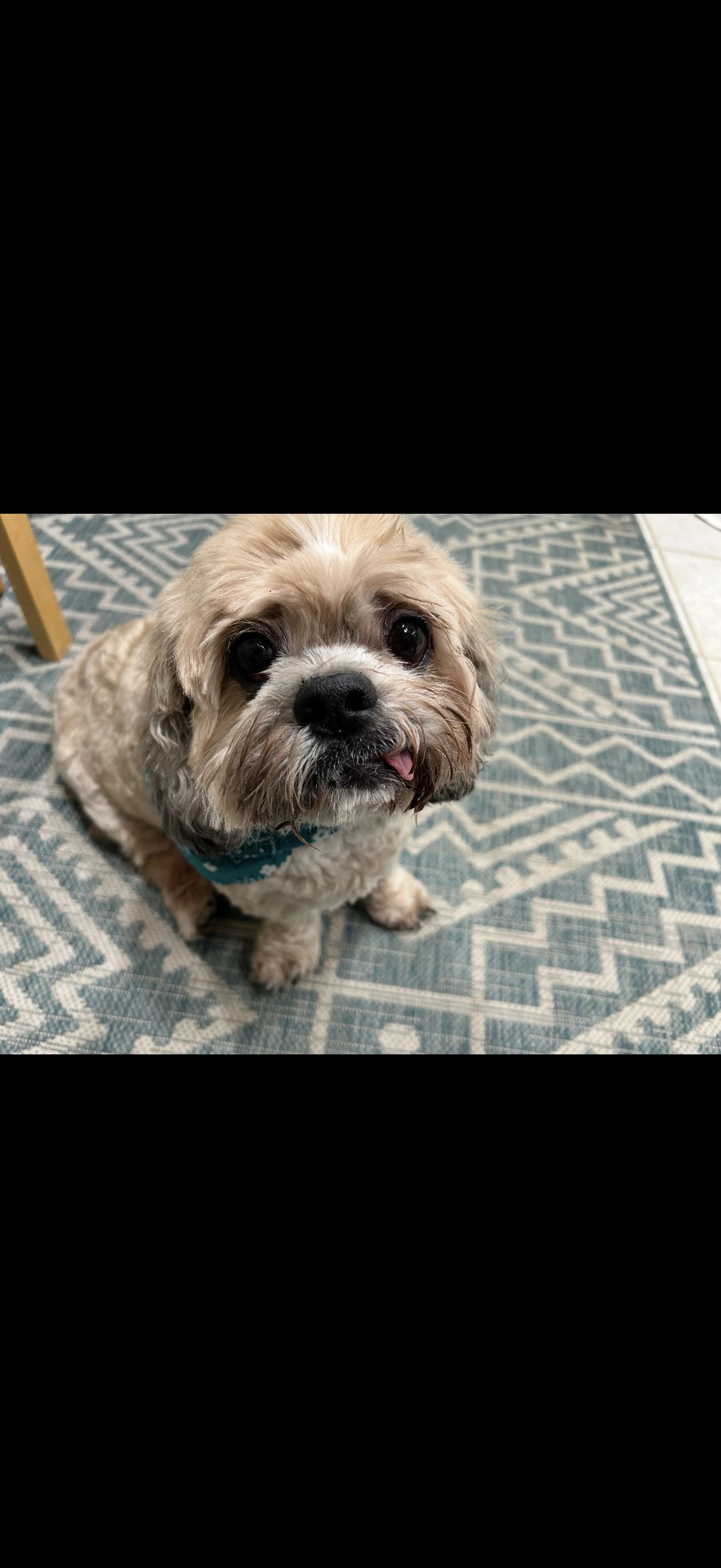 Lost pet
