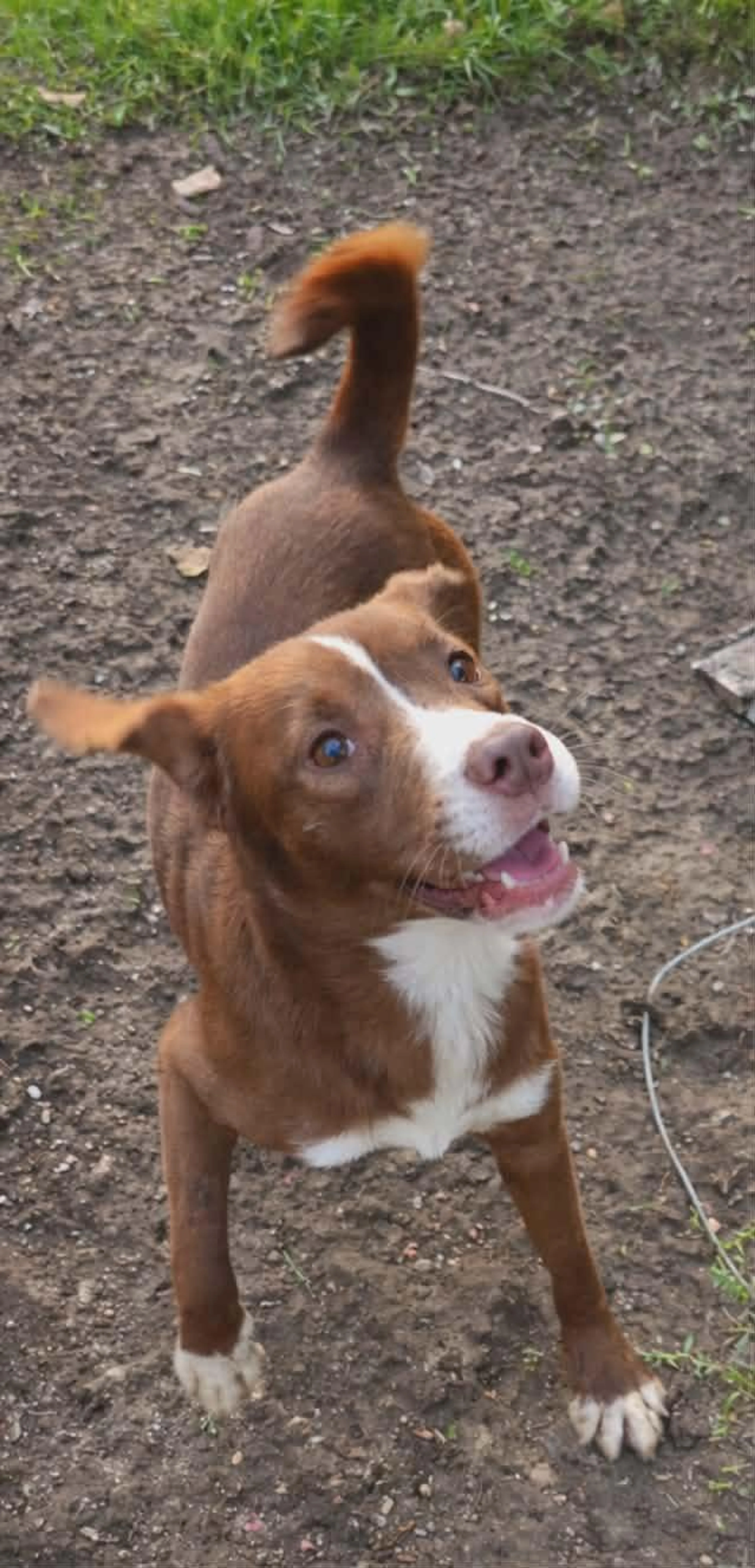Found pet-1