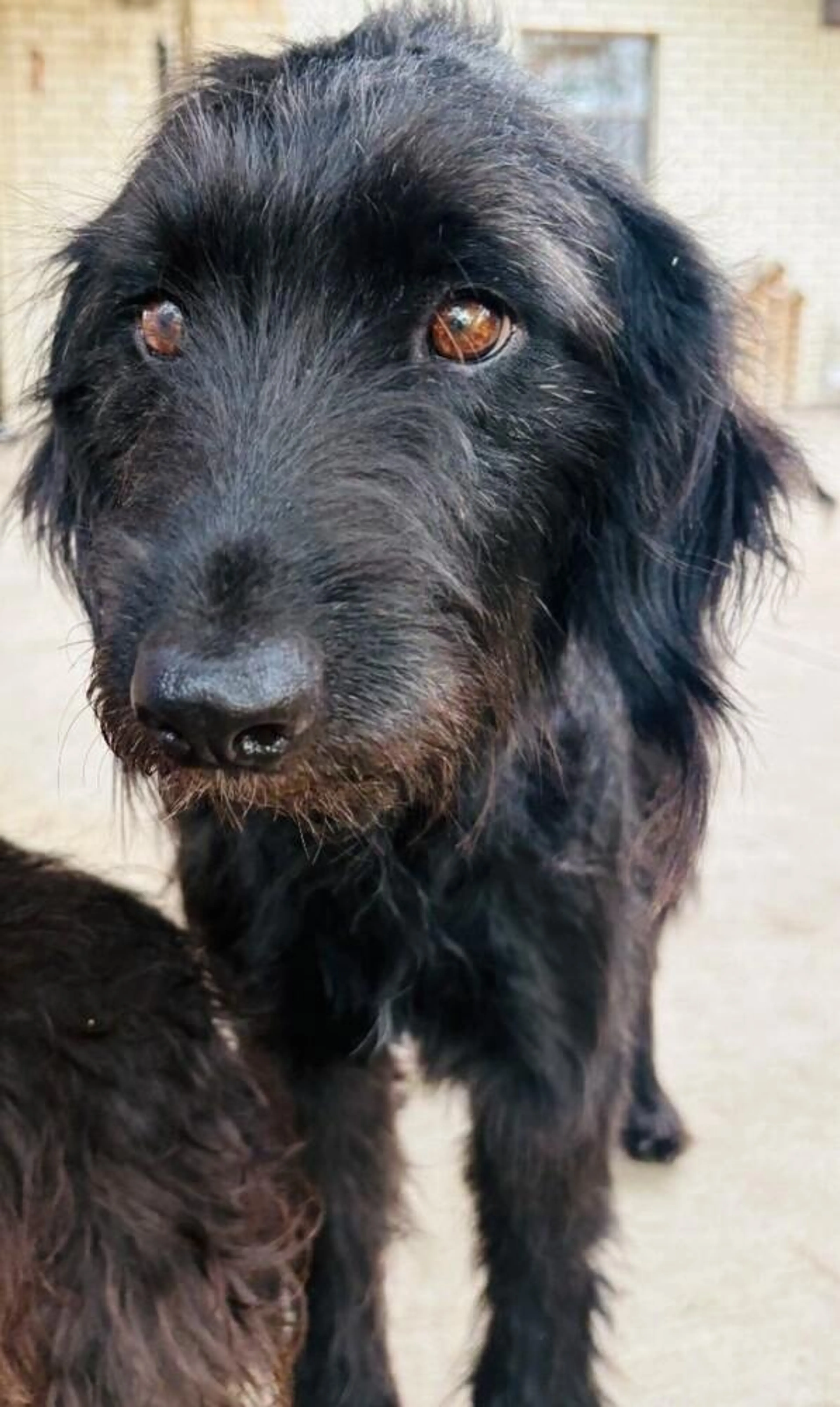 Found pet-3