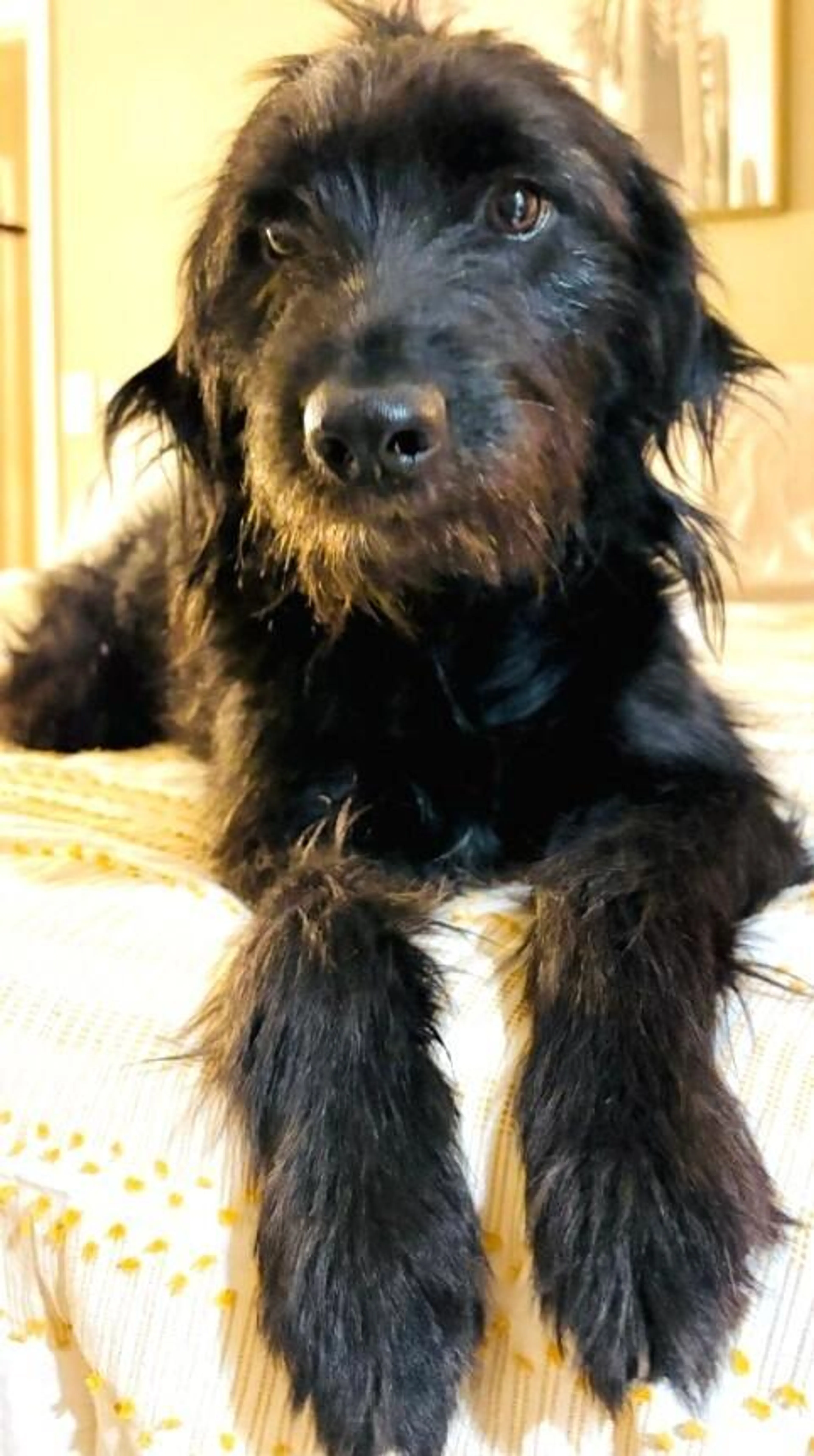 Found pet-1