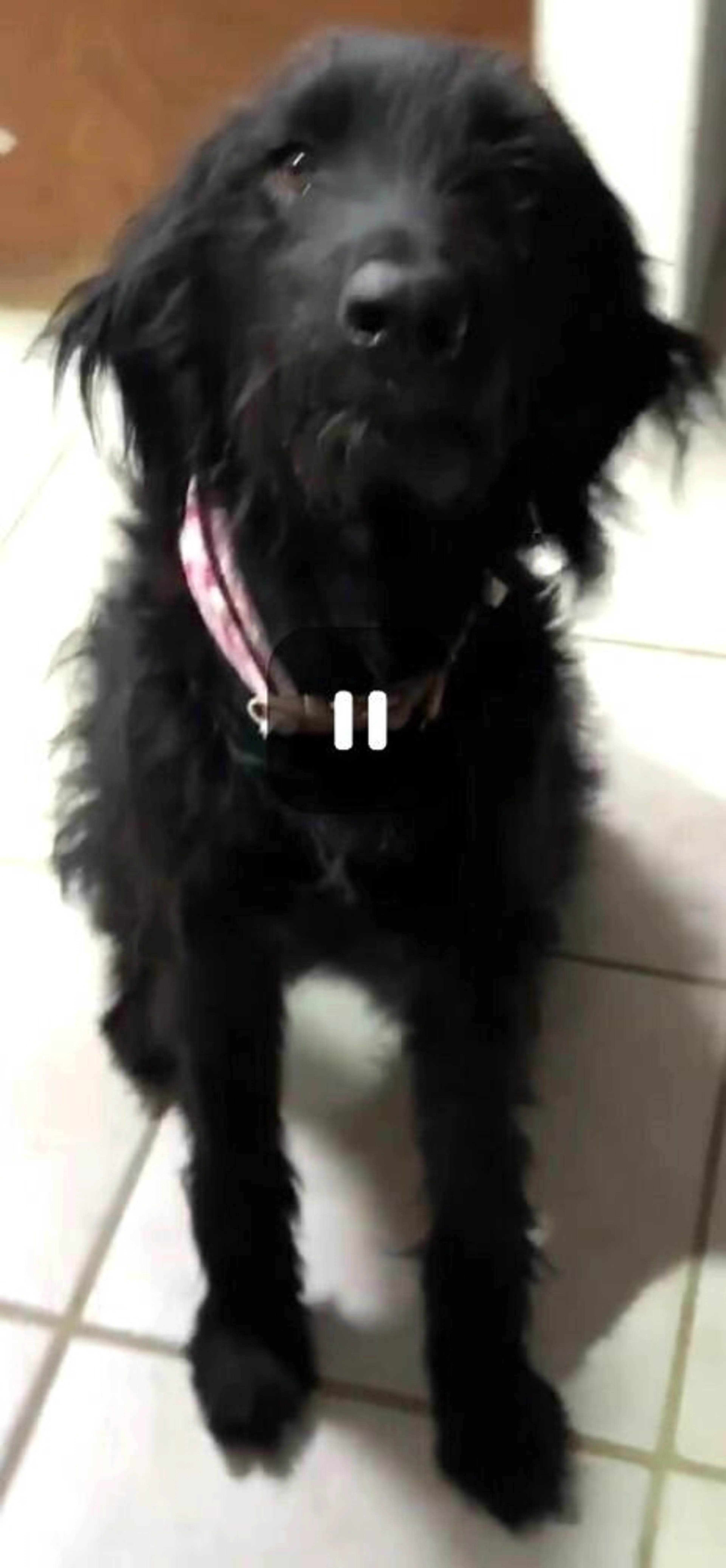 Found pet-2