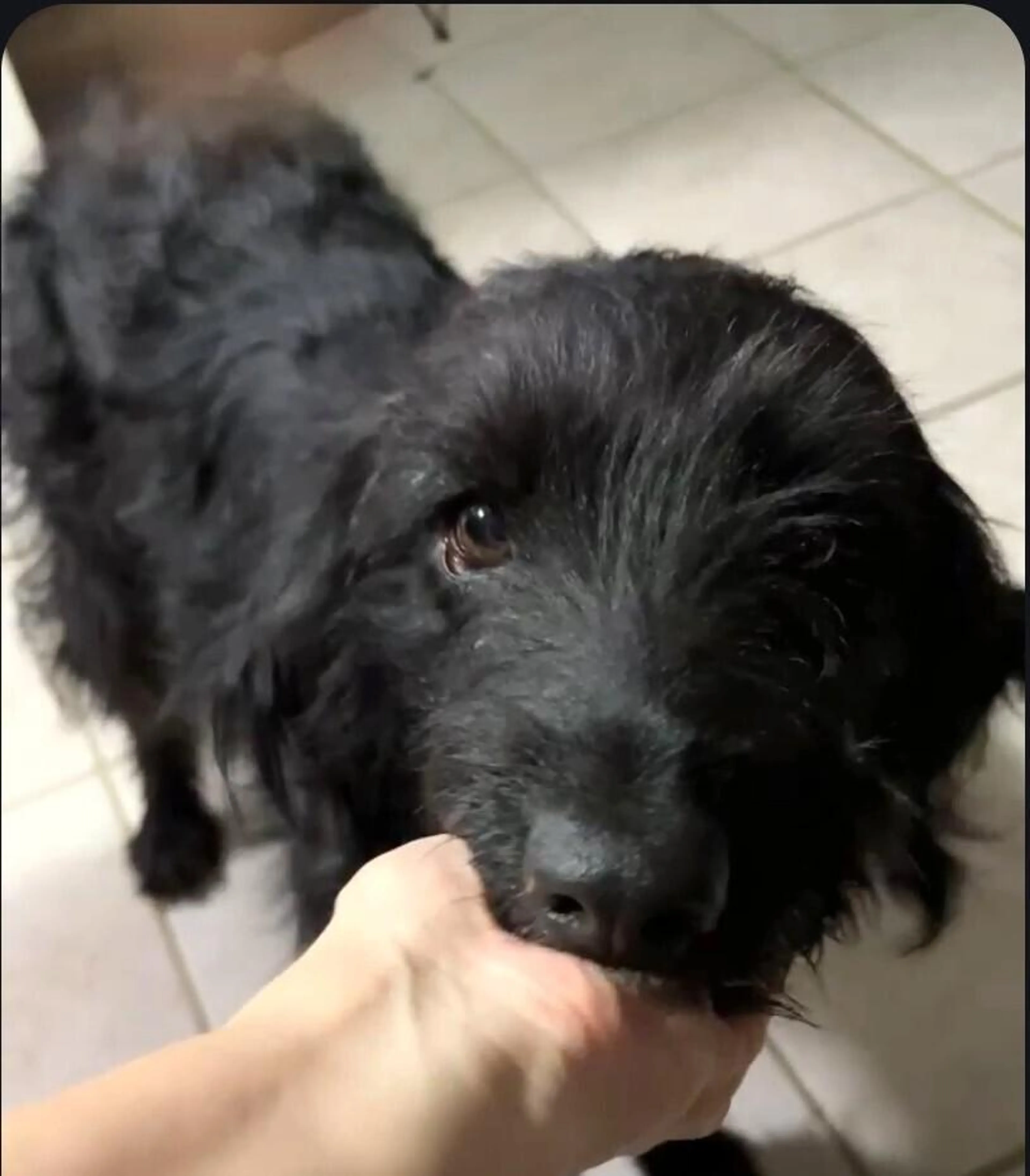 Found pet-4