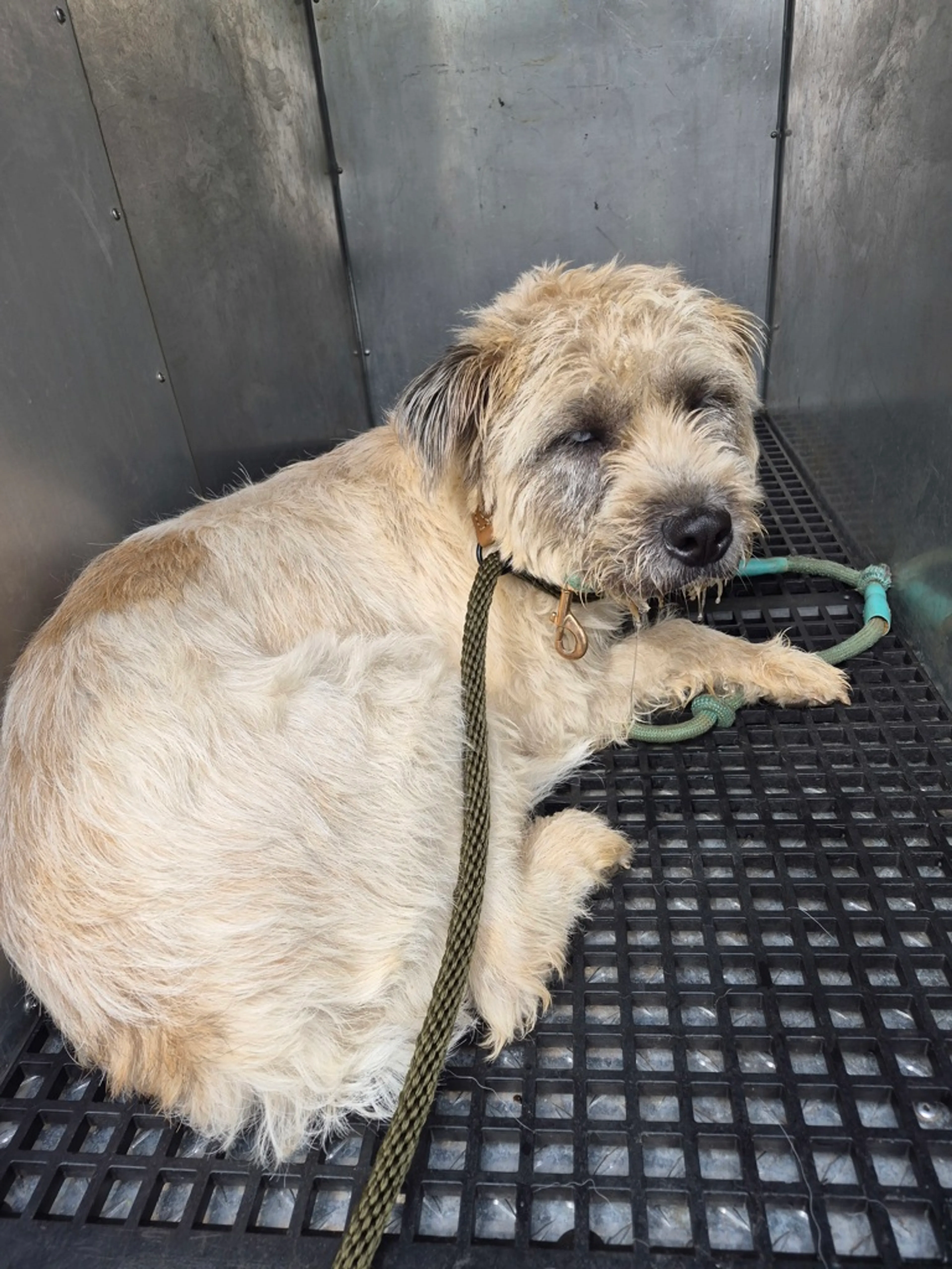 Found pet-1