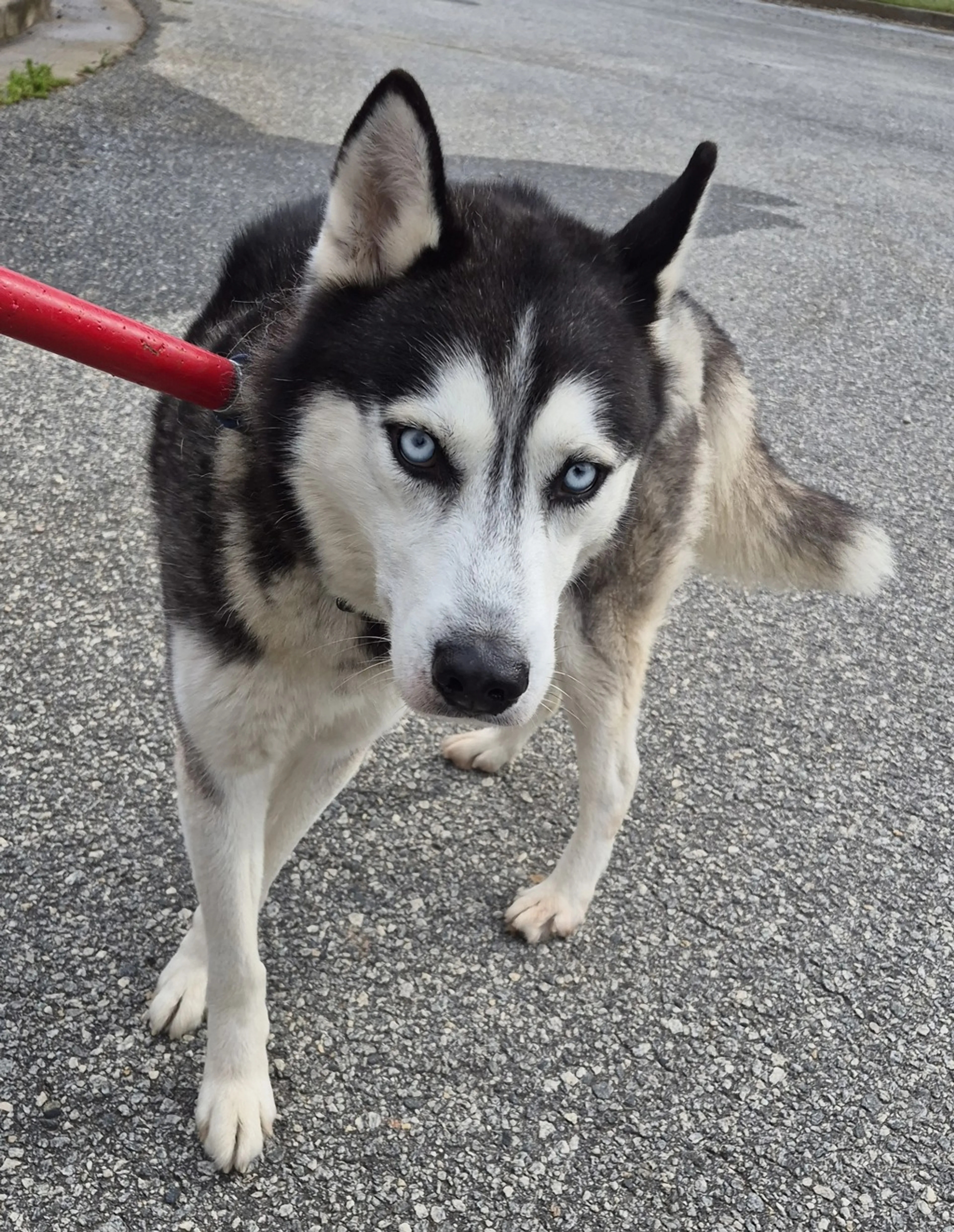 Found pet