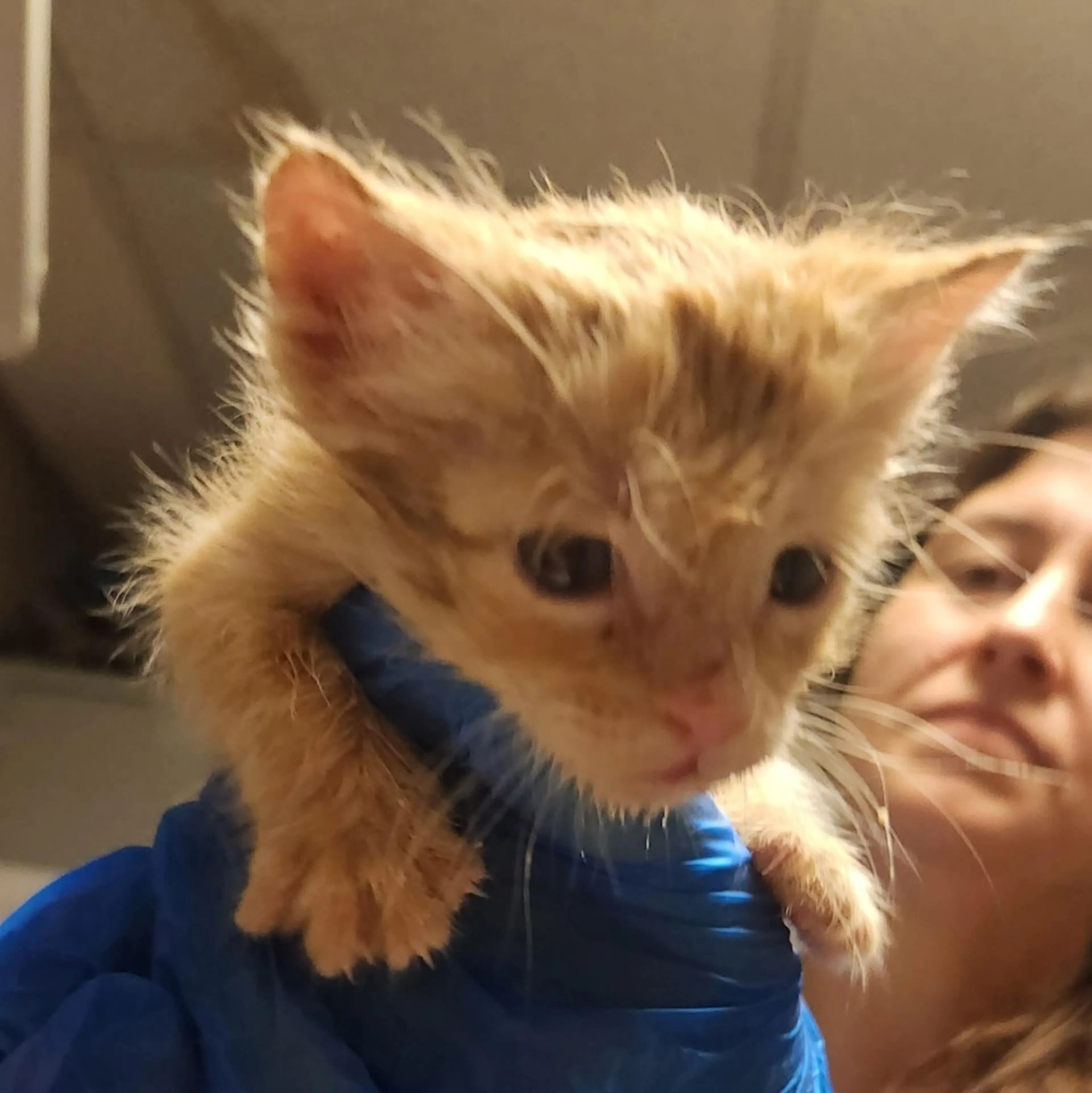Found pet