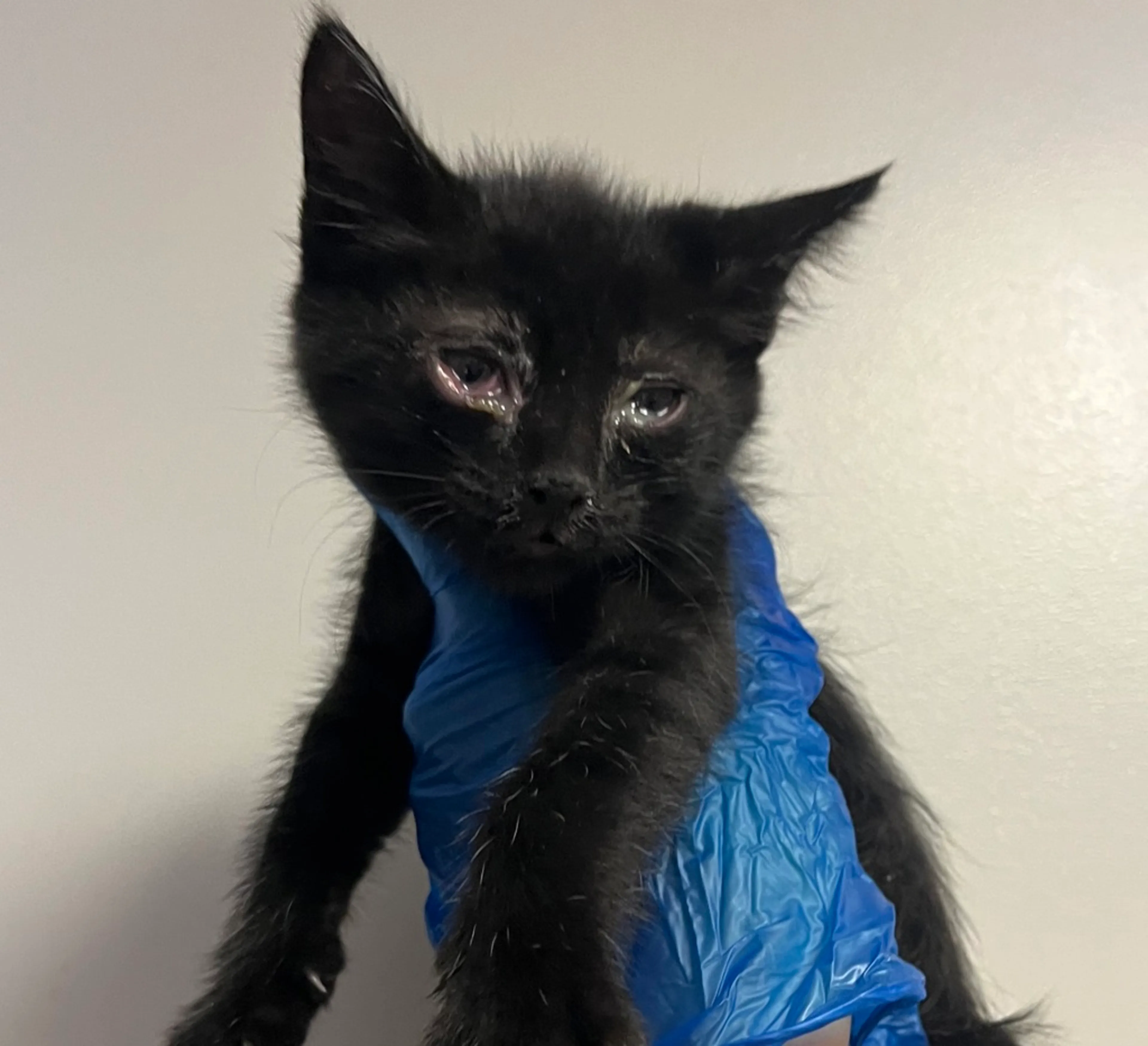 Found pet