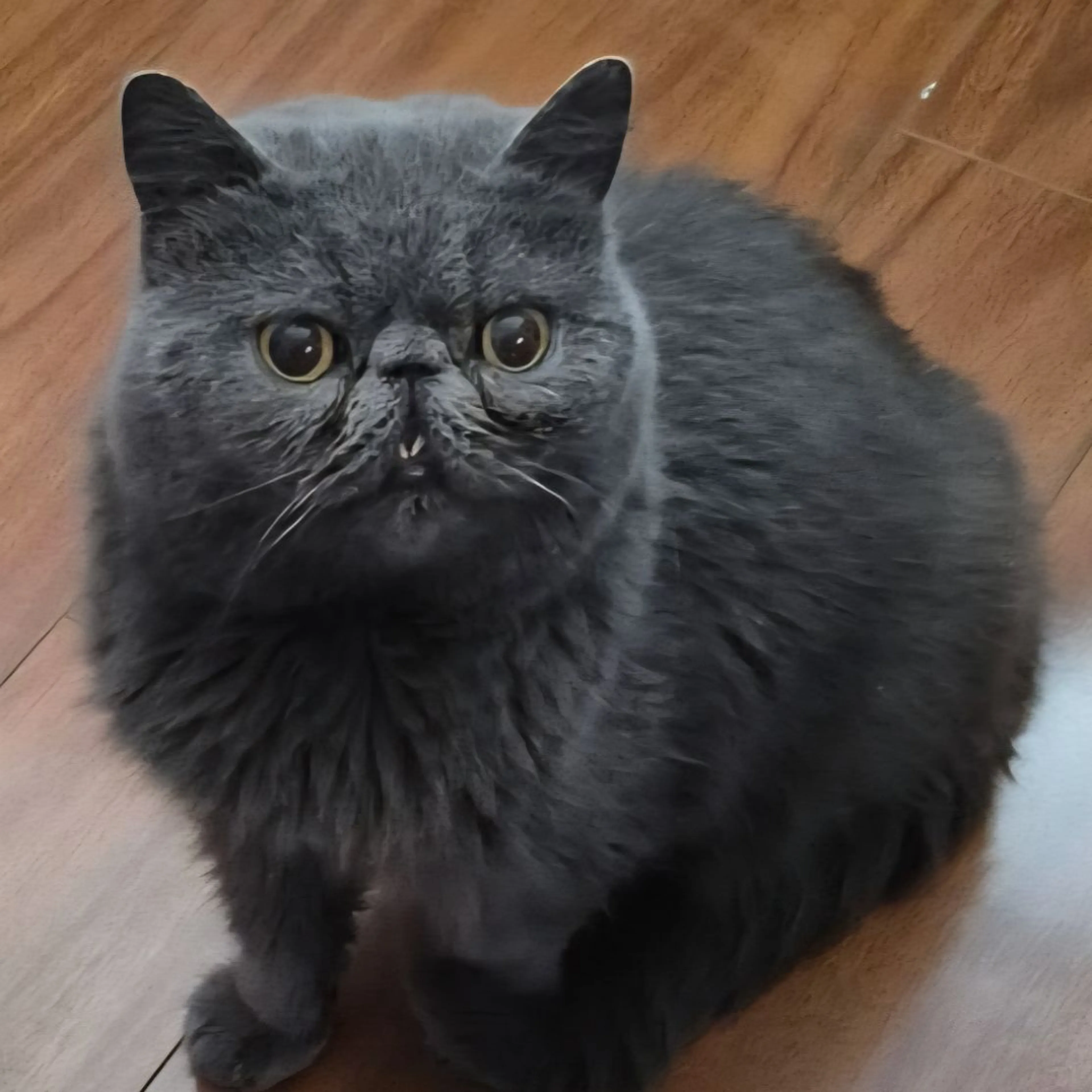 Lost pet