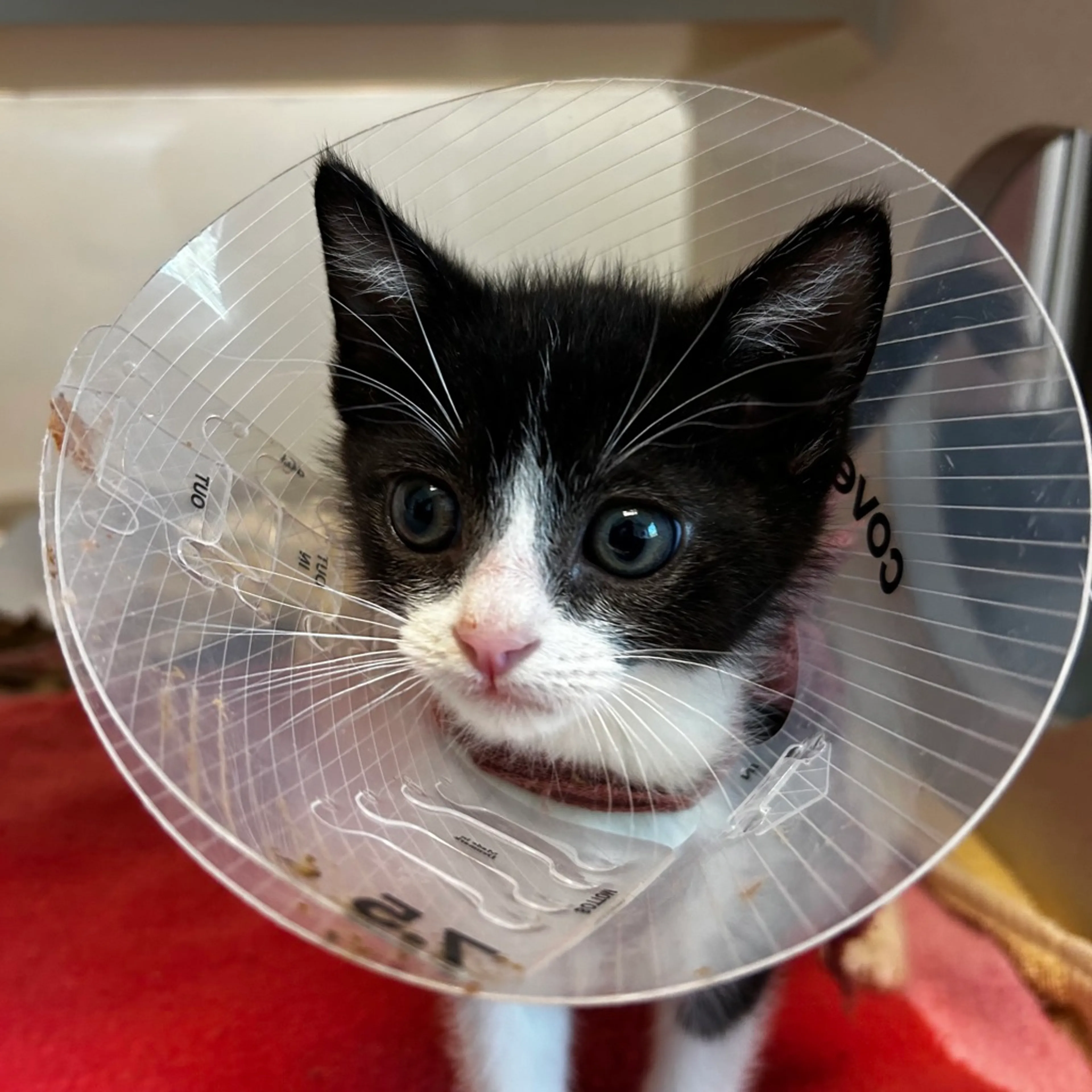 Found pet
