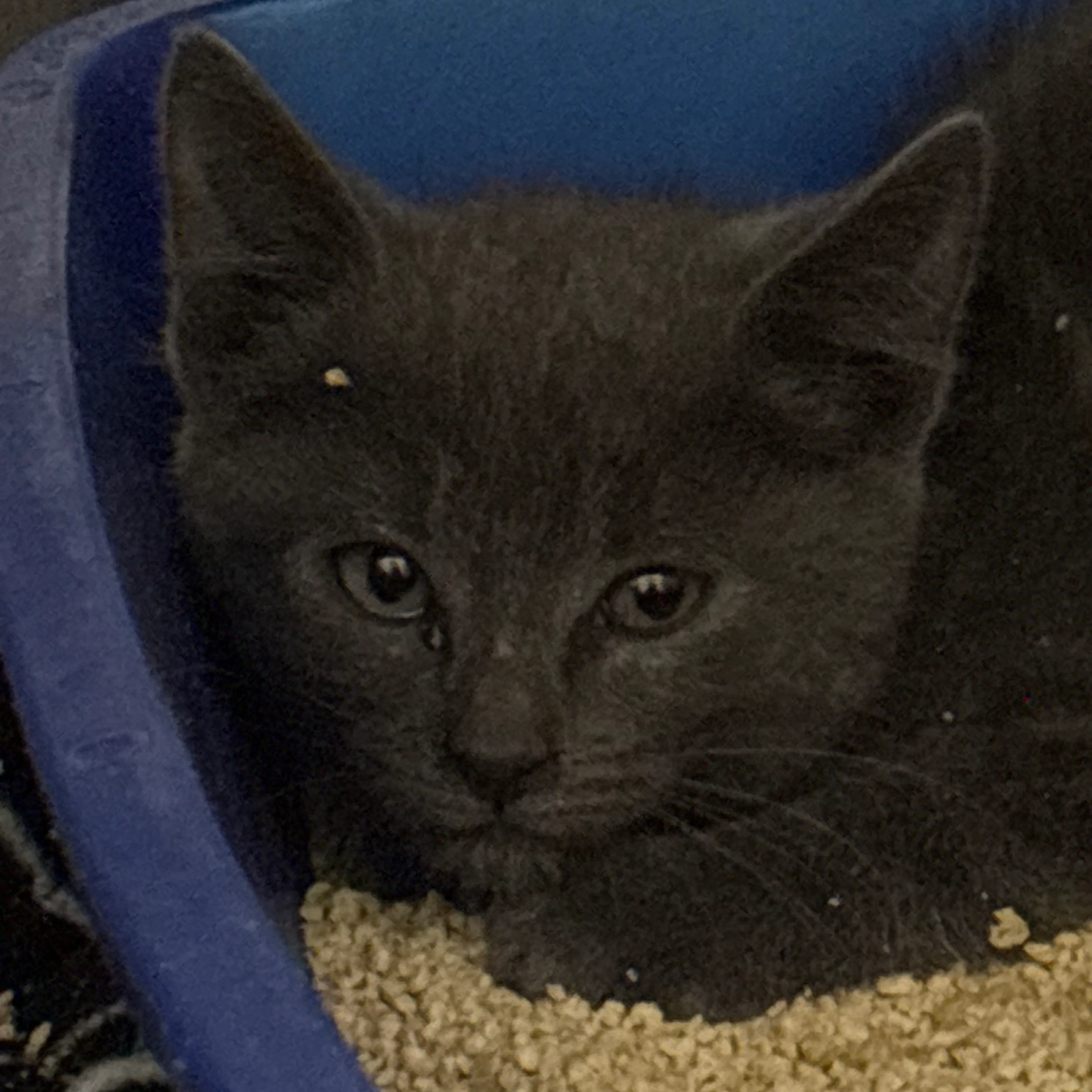 Found pet-1