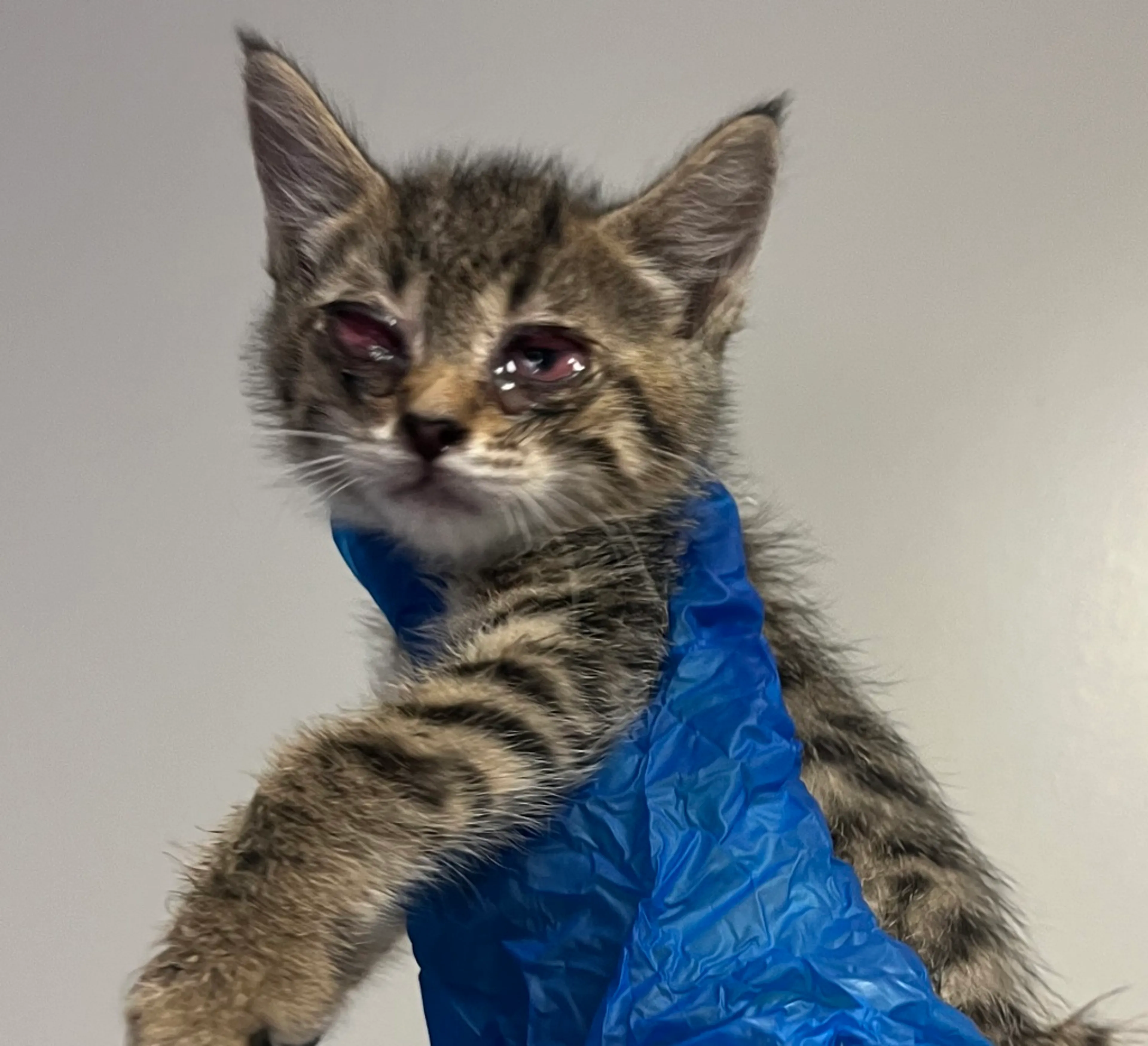 Found pet