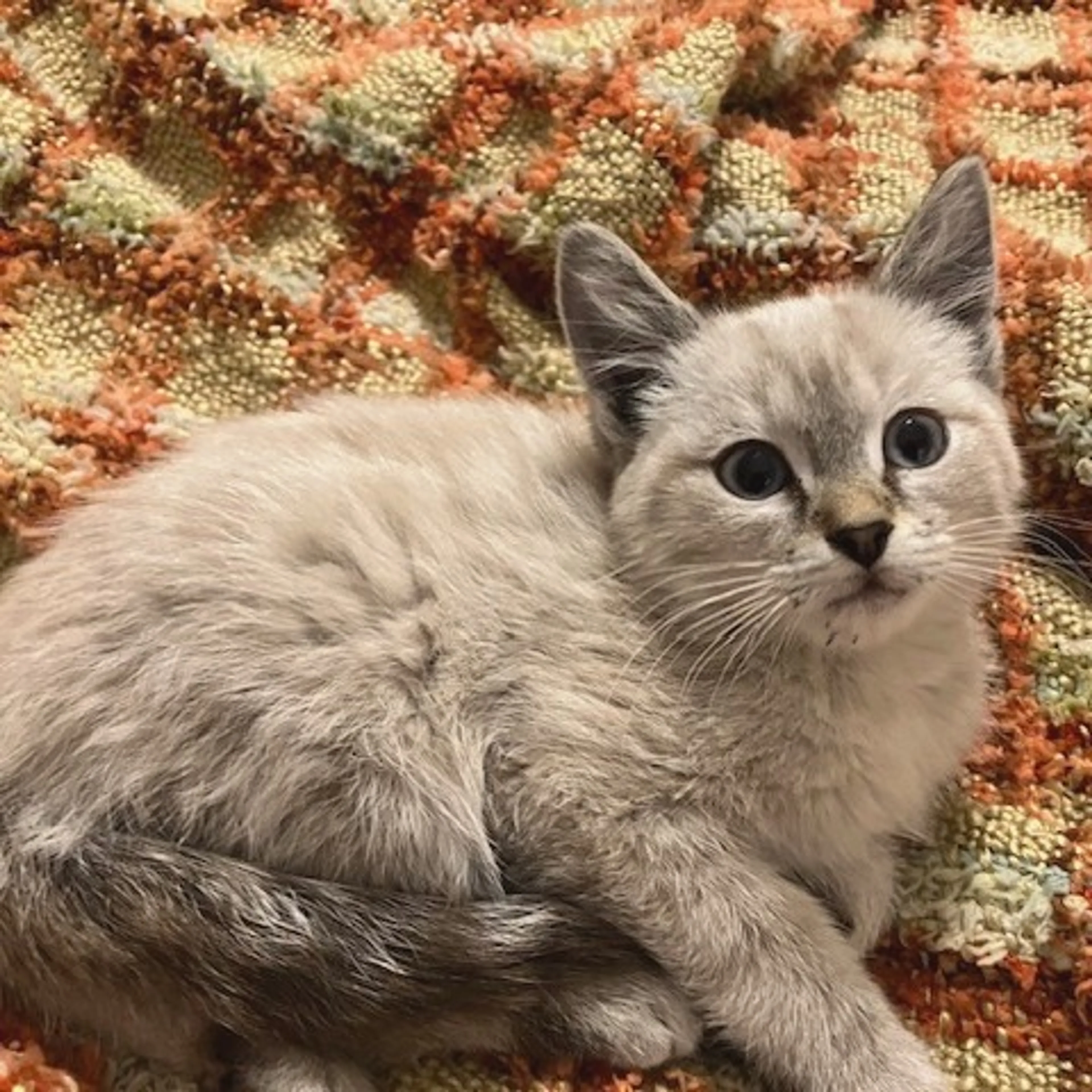 Found pet-0