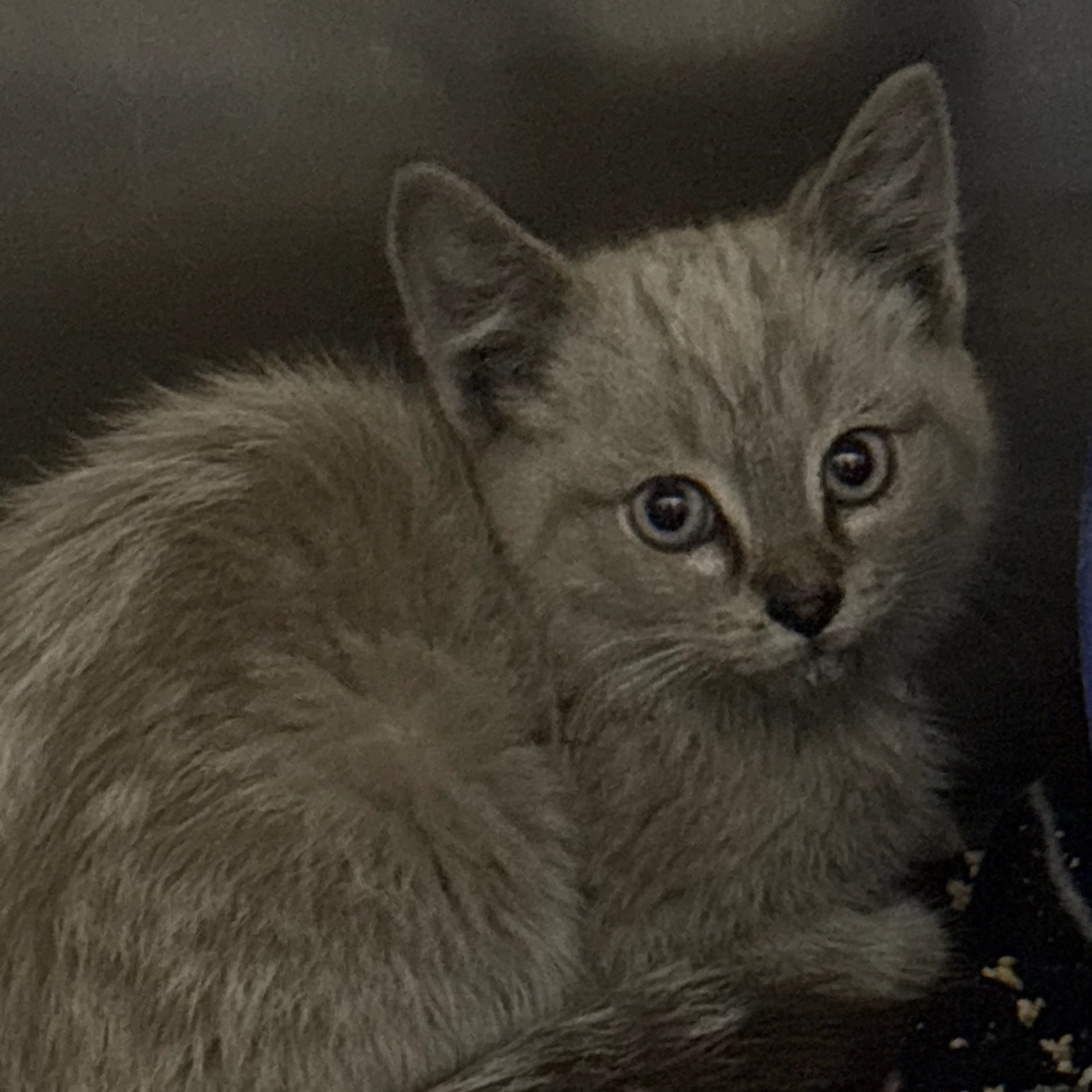 Found pet-1