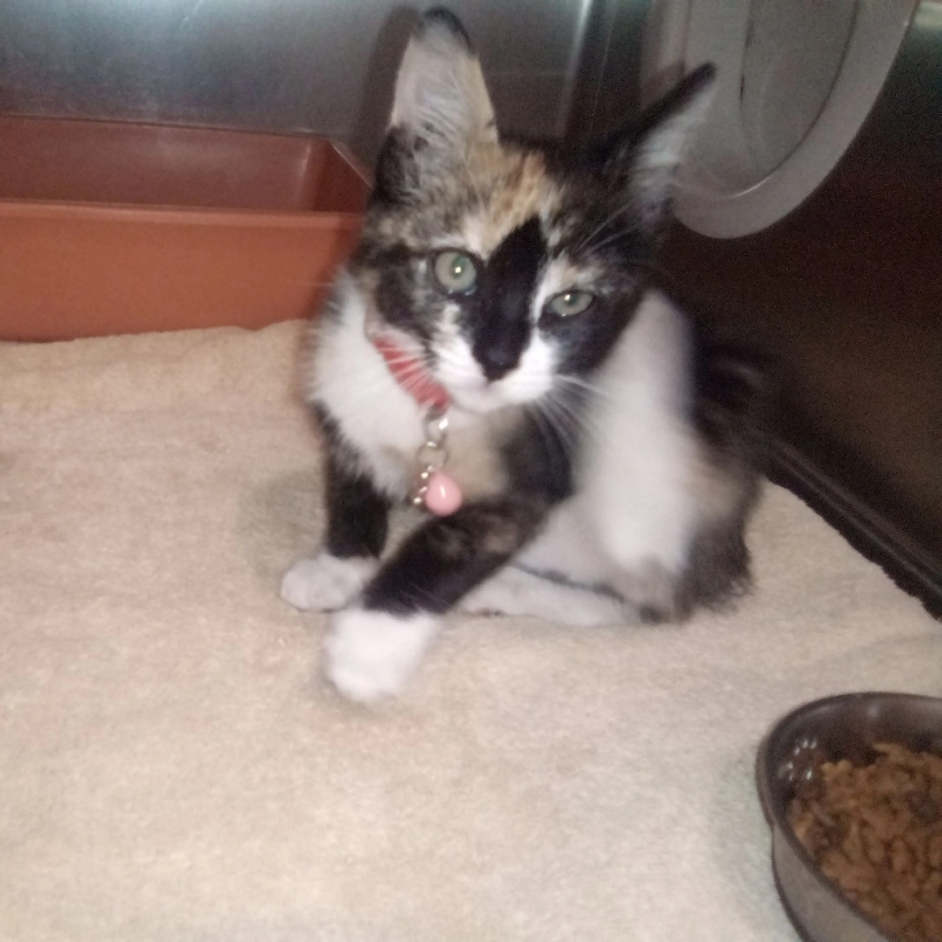 Found pet