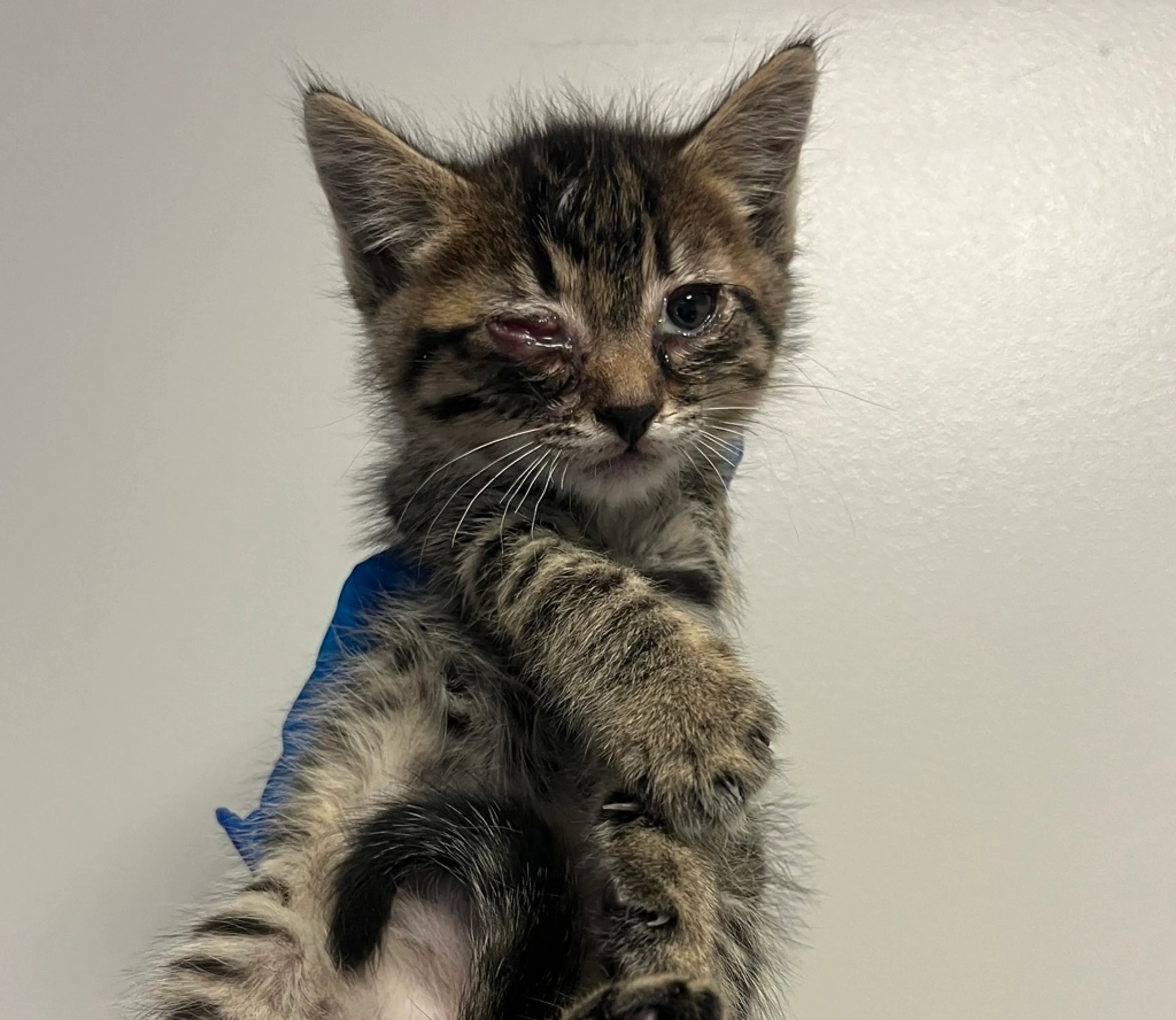 Found pet