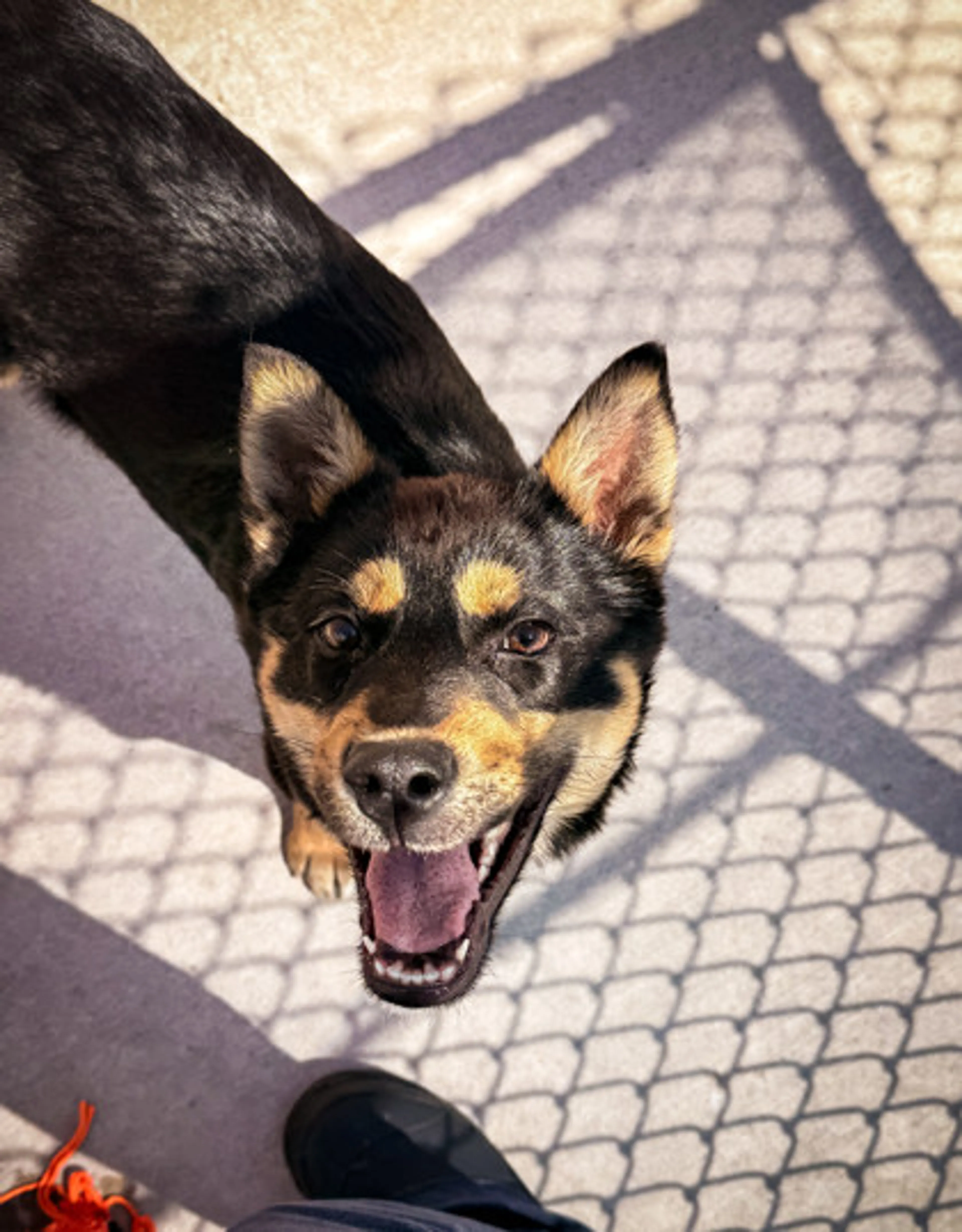 Found pet